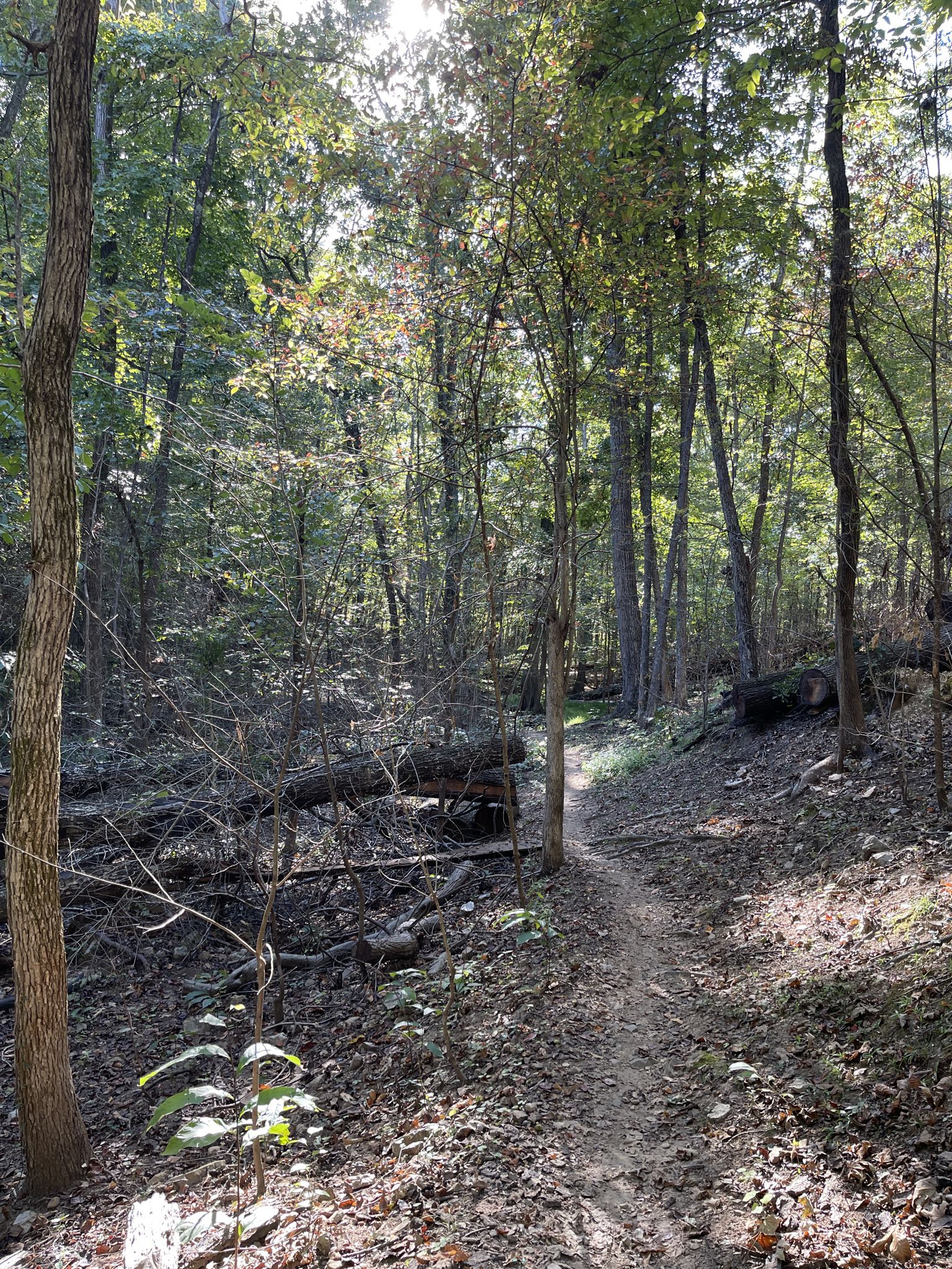 A sun-dappled dirt path winds through a dense, green forest. - Barkley Canal Upper Loop