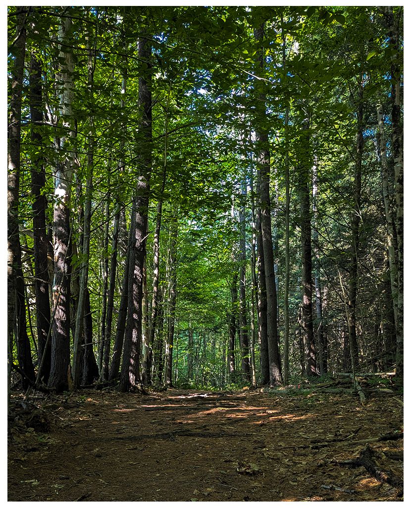 A sun-dappled dirt path winds through a dense, tall green forest. - Storrs Pond Recreation Area & Oak Hill Natural Area loop