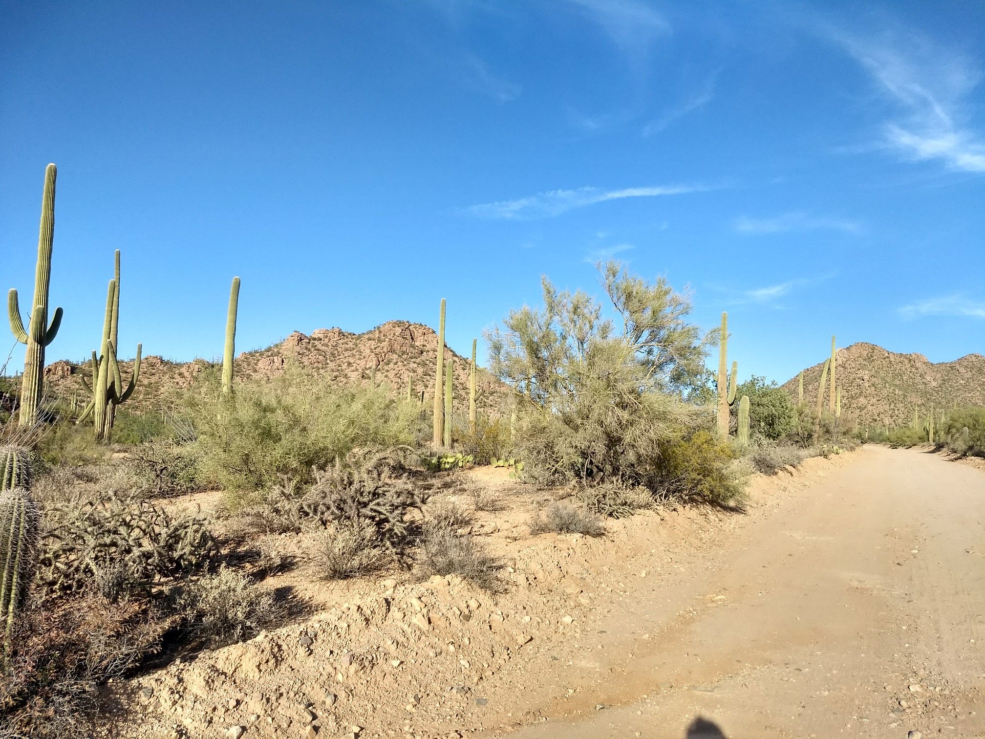 A dirt road winds through a desert with saguaro cacti and mountains. - Bajada Loop Drive