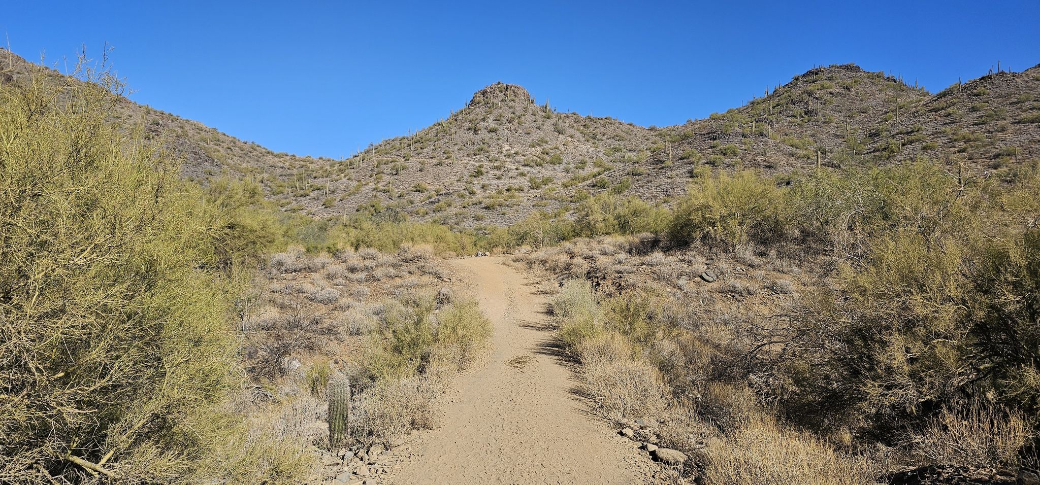 A sandy path leads through desert brush towards rocky hills. - Overton and Go John Loop Trail