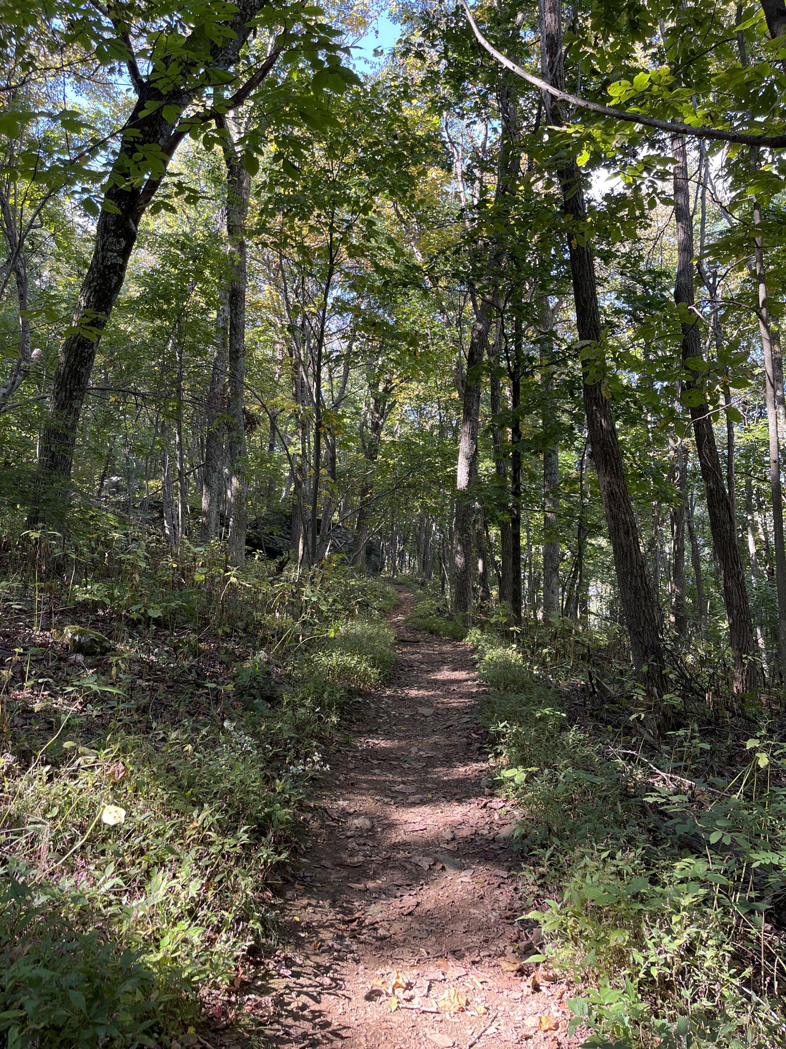Sunlit dirt path winding through a dense green forest on a bright day. - Hightop Peak Trail