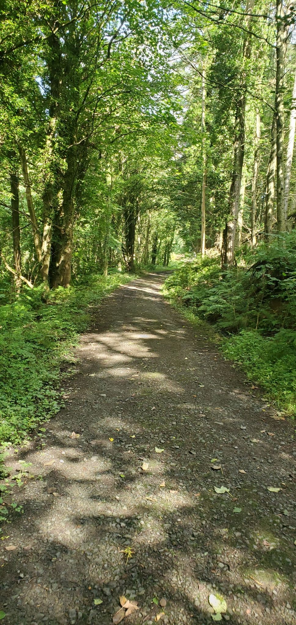 beautiful woodland
