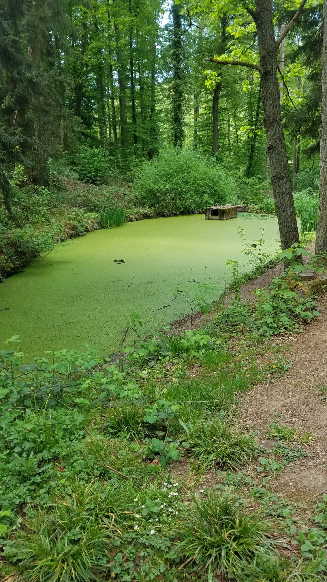 See am Koppenbrünnle