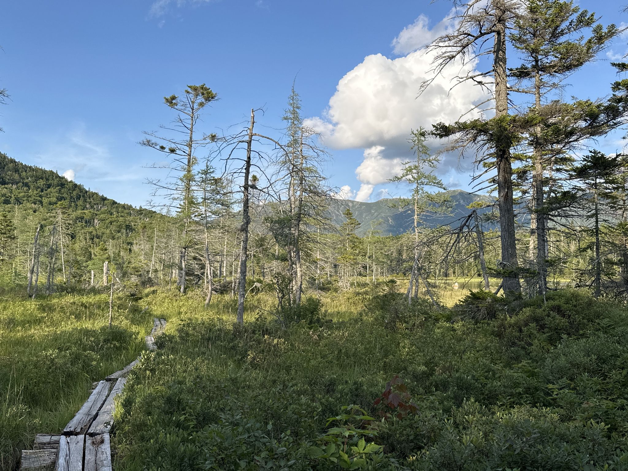 Wooden boardwalk through a marshy forest with mountains under a blue sky. - Hi-Cannon and Lonesome Lake Loop
