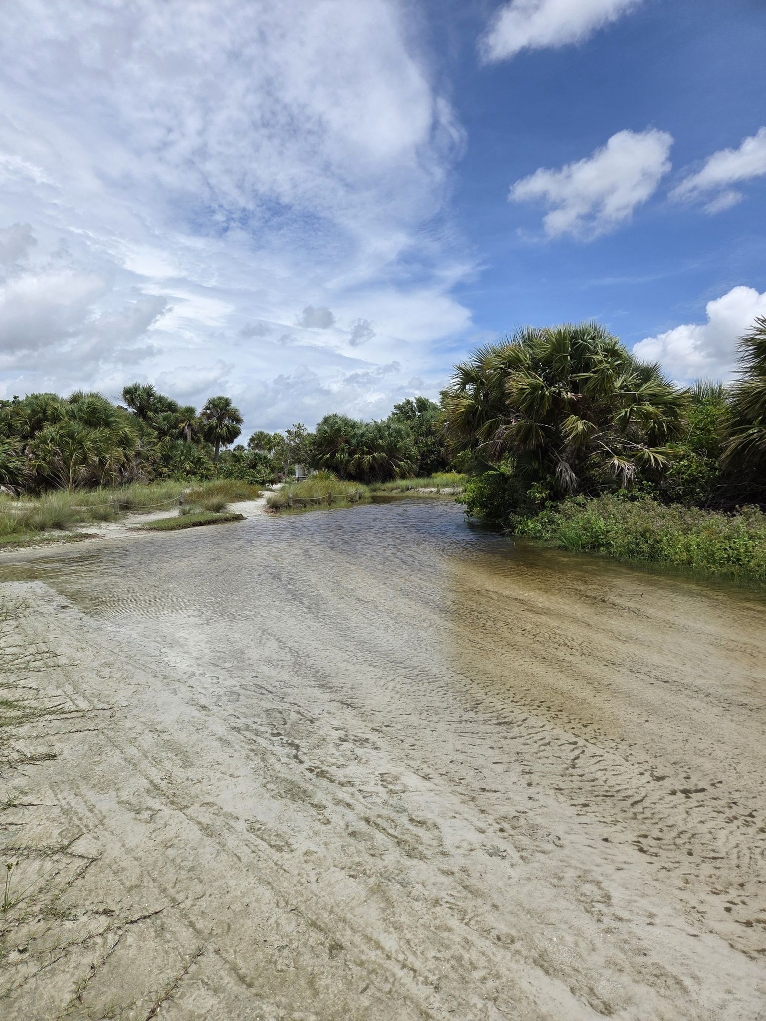 Sandy path with standing water, surrounded by lush green palm trees and foliage. - Siesta Key Beach