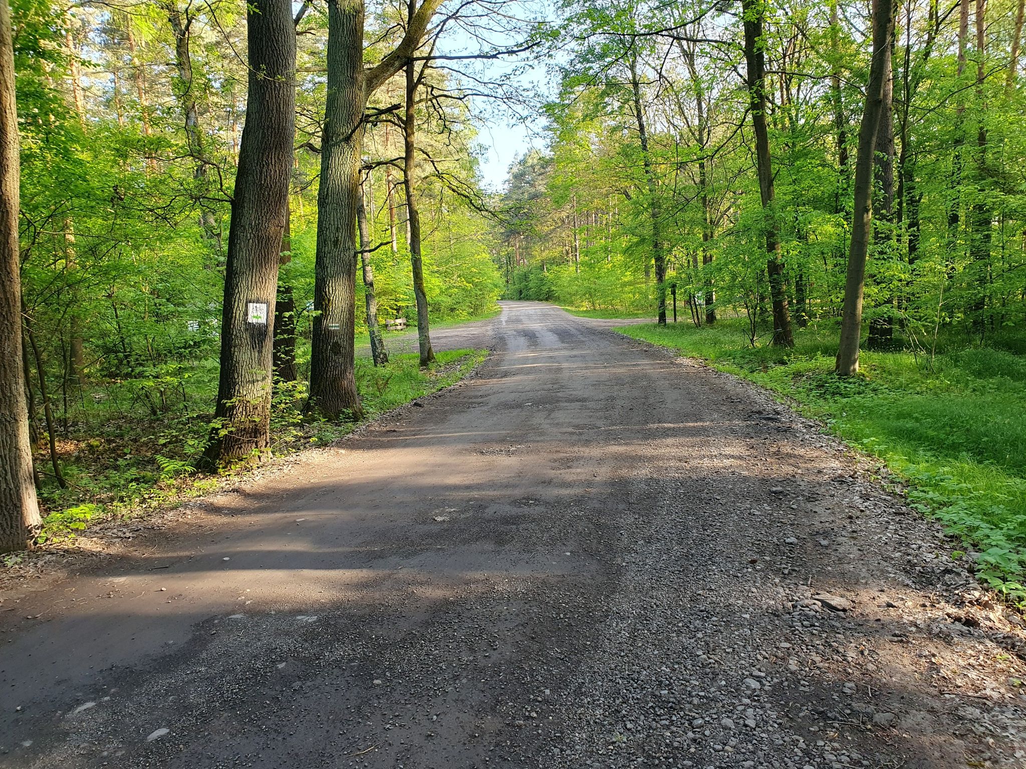 Niebieskim rowerowym z Leszczyn