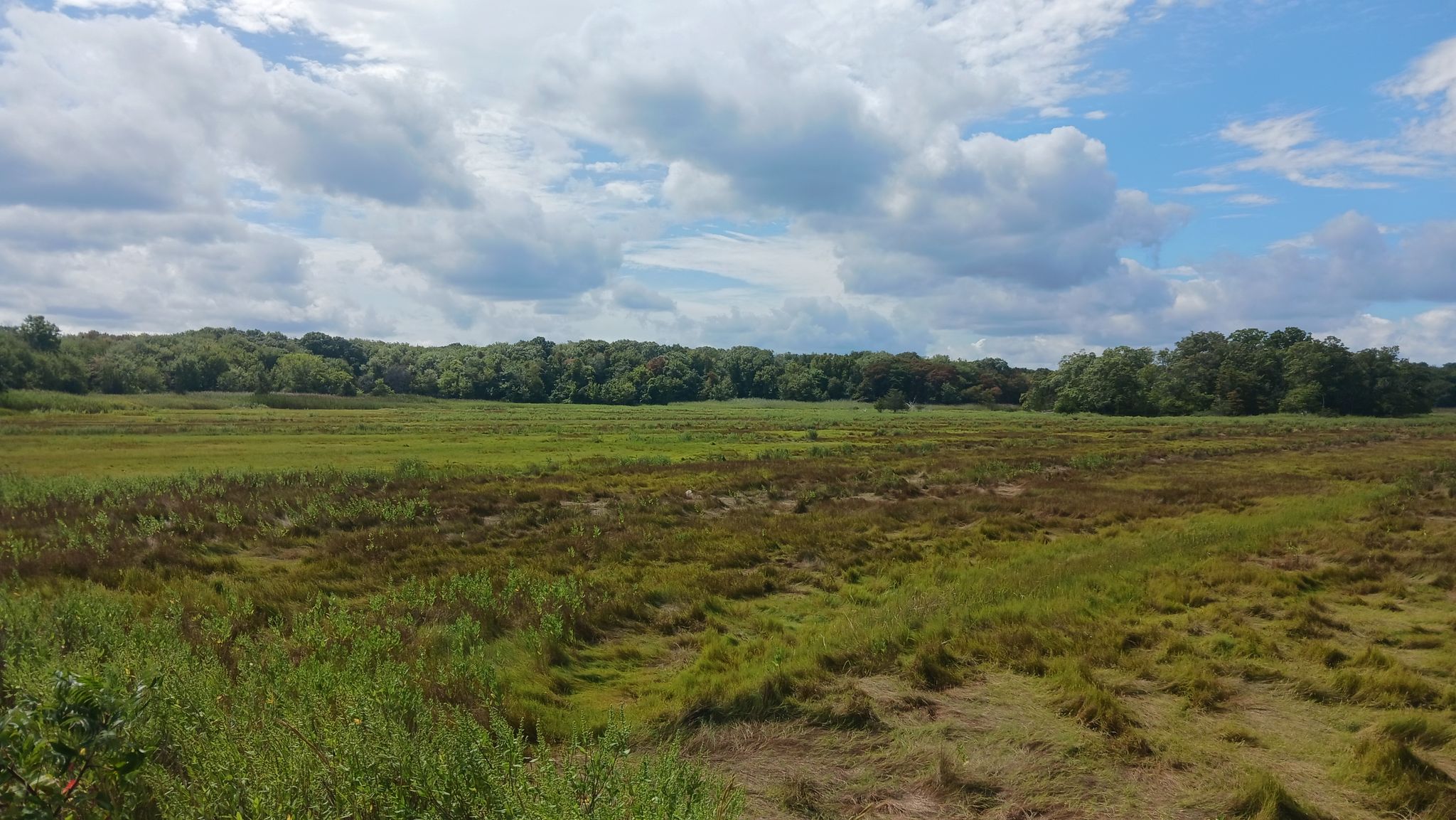 Vast green and brown marshland under a partly cloudy sky with distant trees. - Wompatuck State Park – Atlantic Avenue loop from Abington