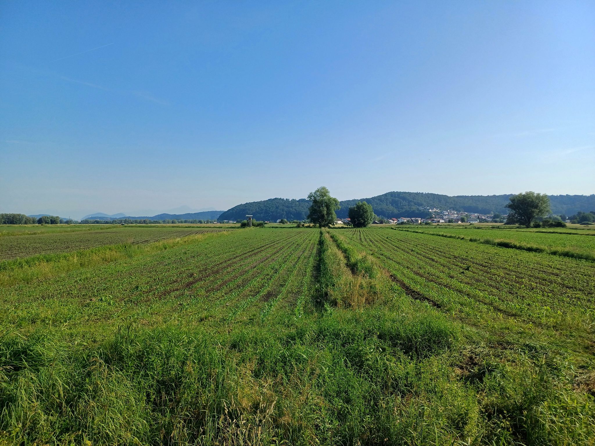 Ljubljansko Barje - view in the direction of Ljubljana