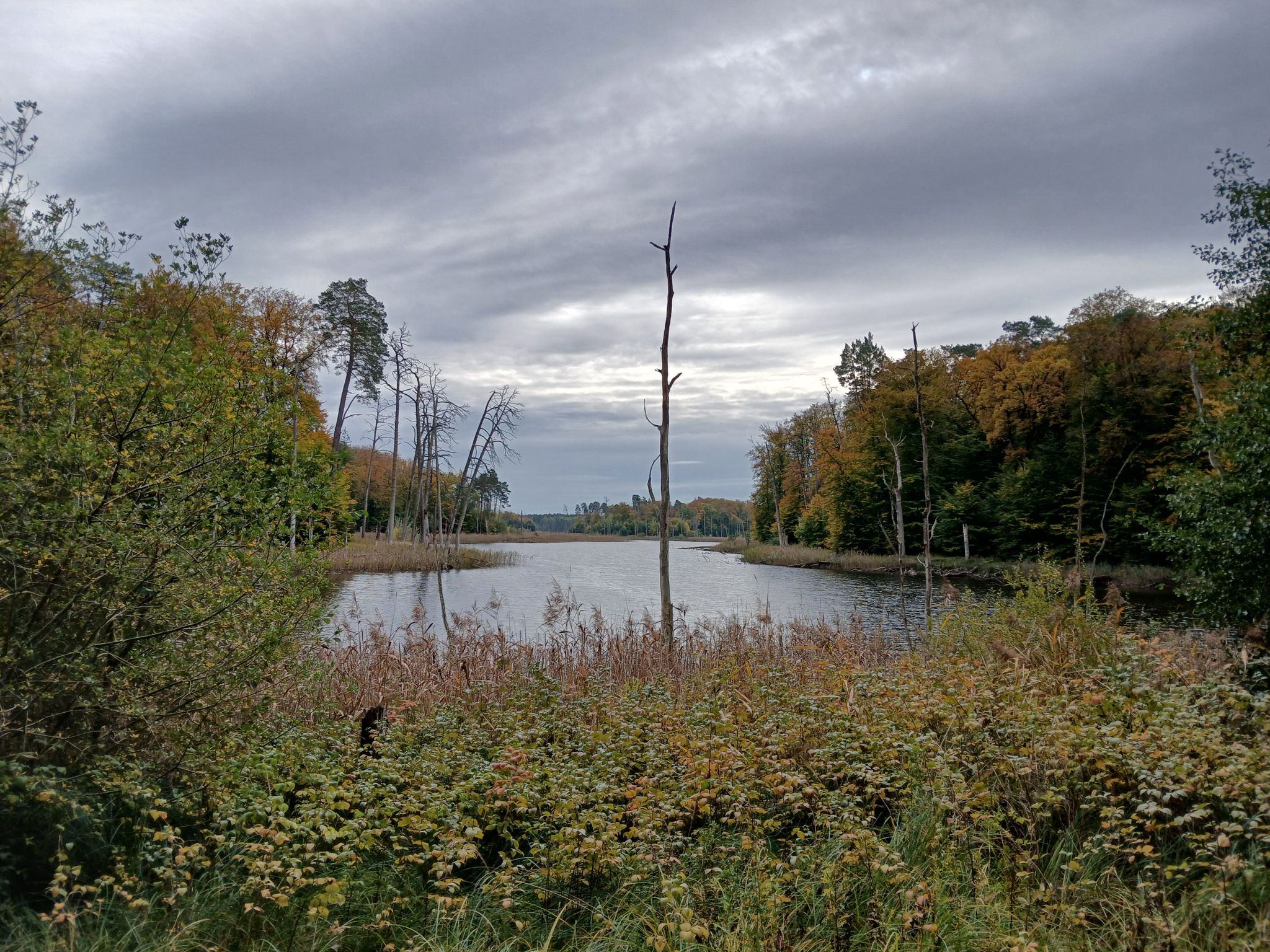 Schweingartensee