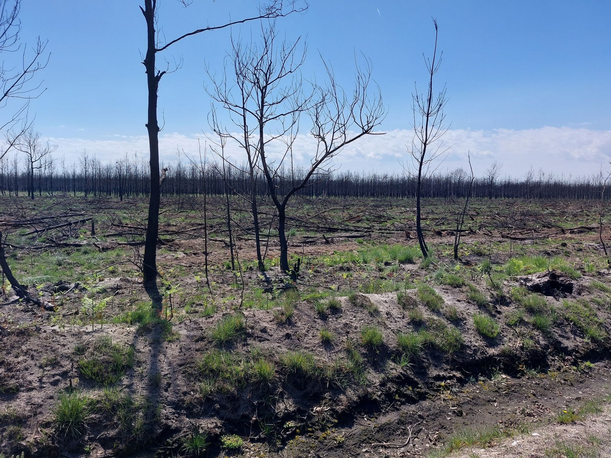 Verbrand Bos Medoc