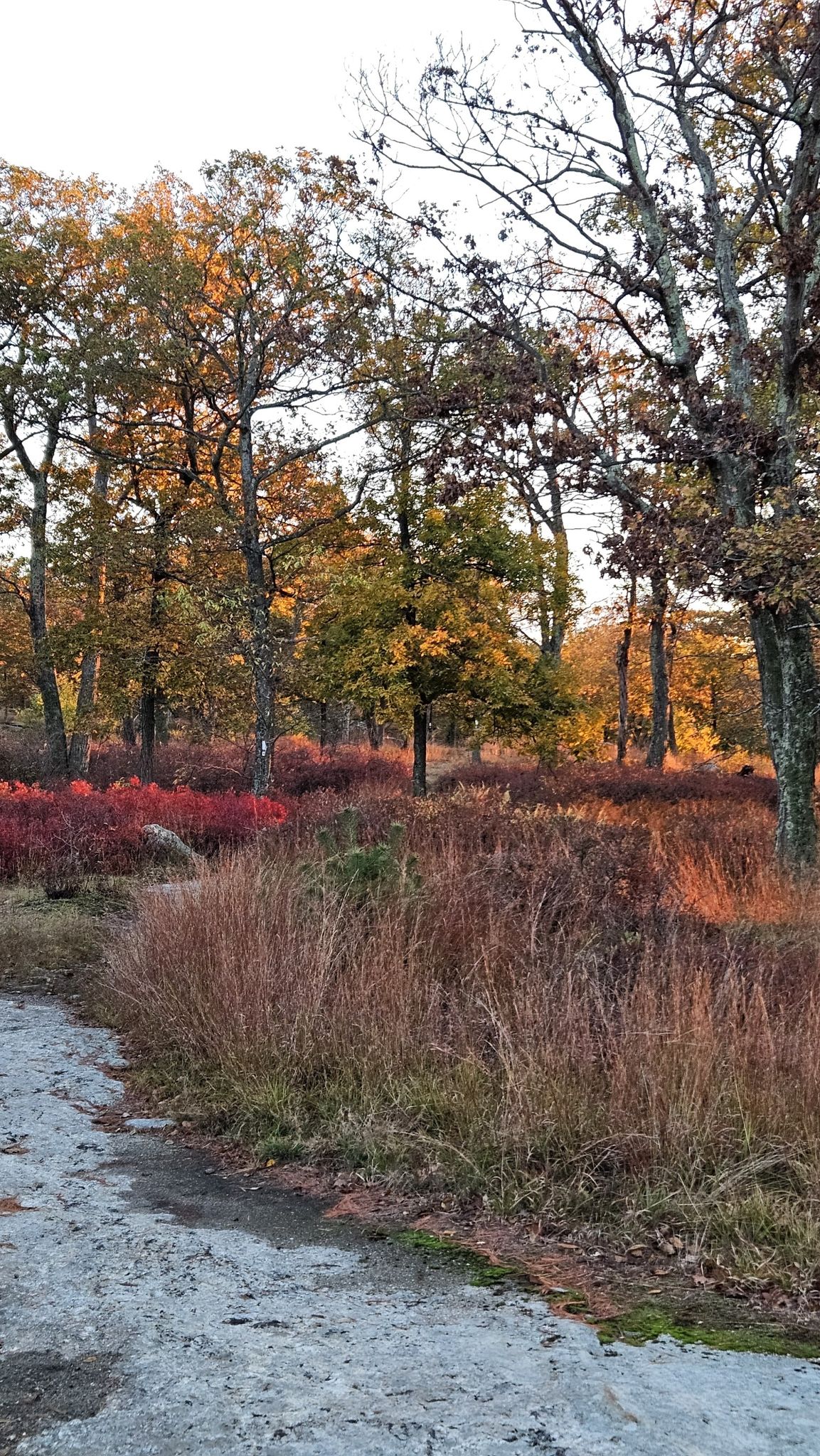 Autumn forest edge with vibrant red and orange undergrowth and trees. - Fingerboard Mountain via Appalachian Trail and Long Path Loop
