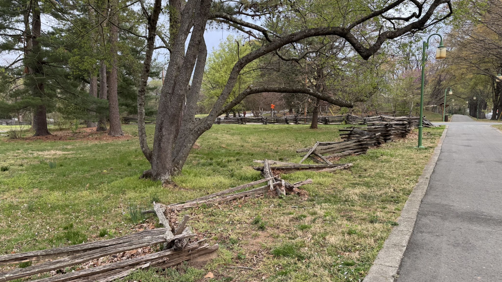 A large tree, wooden fence, and paved path on an overcast day. - Strollway – Long Branch Trail loop from Winston-Salem