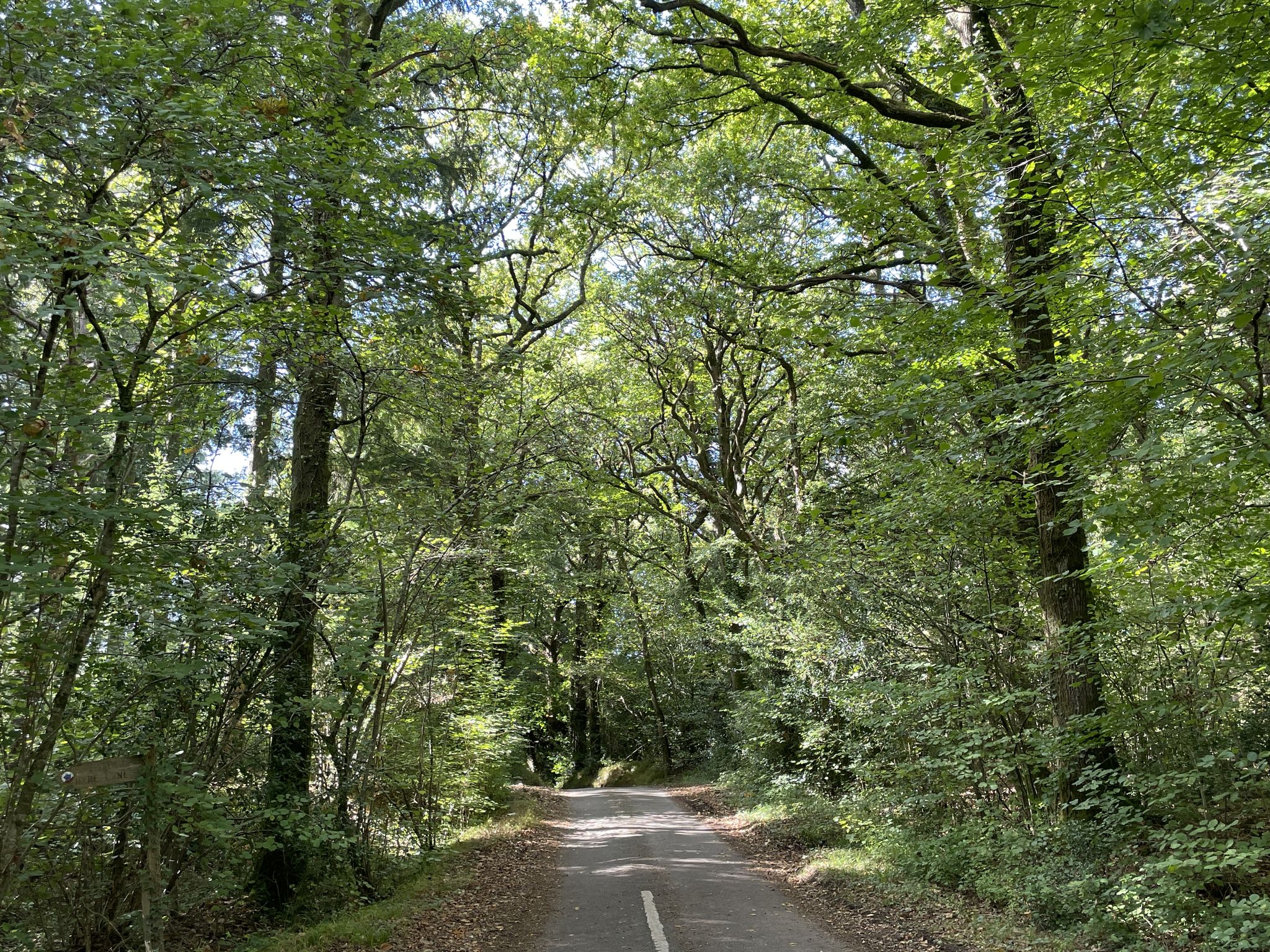 Between Sandelheath and Cranborne