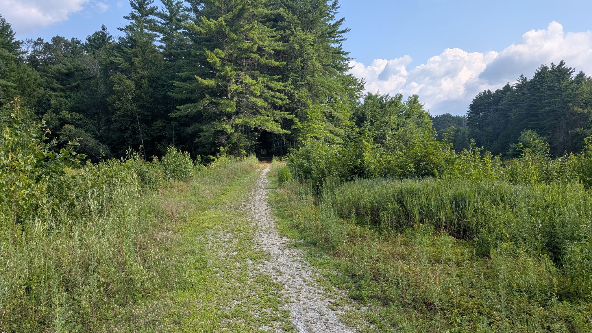 A dirt path winds through grassy fields towards a dense pine forest. - Granite Town and Brookline Rail Trails Loop