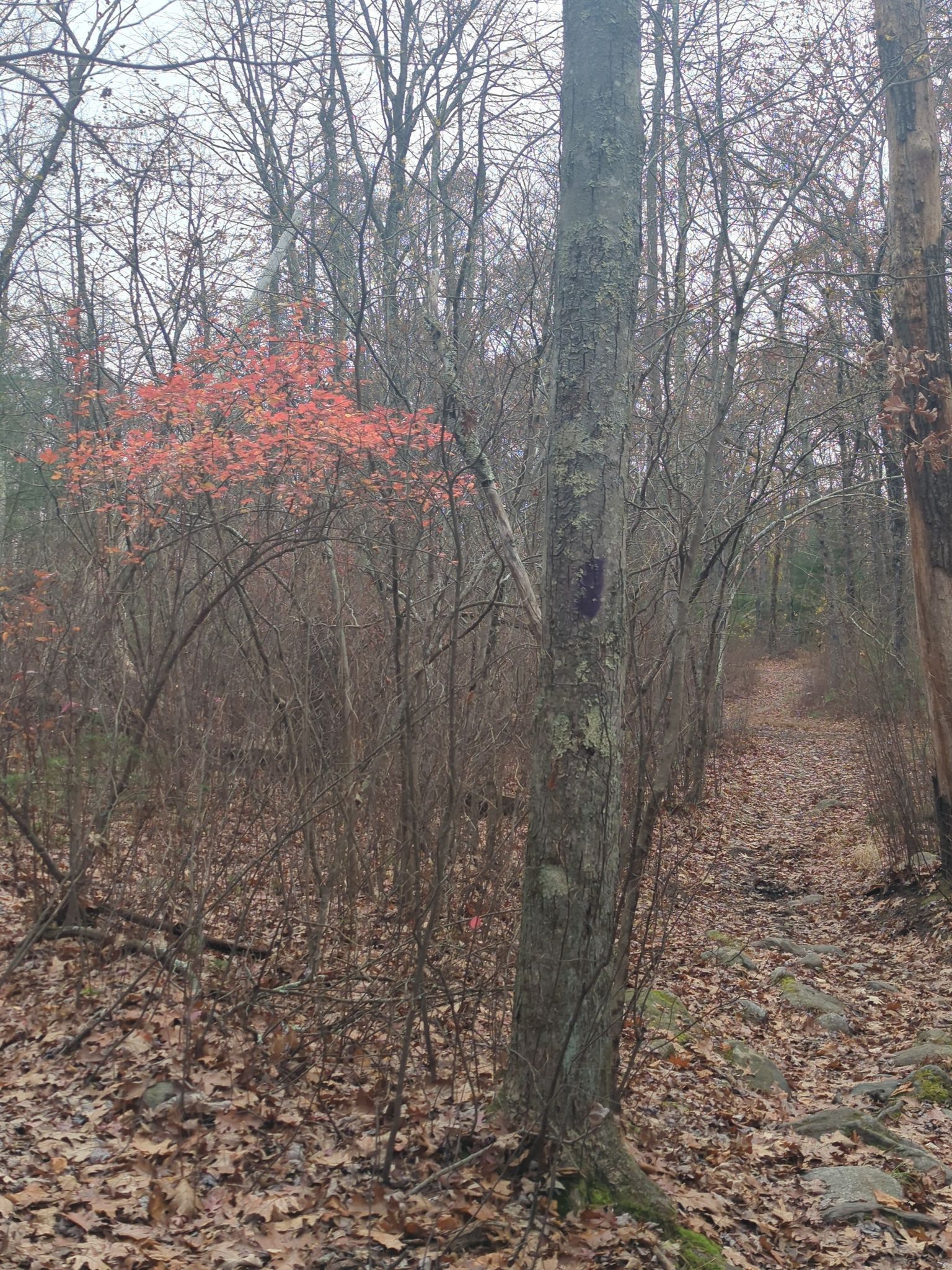 Overcast forest path with bare trees, red foliage, and a purple trail blaze. - Warner Trail