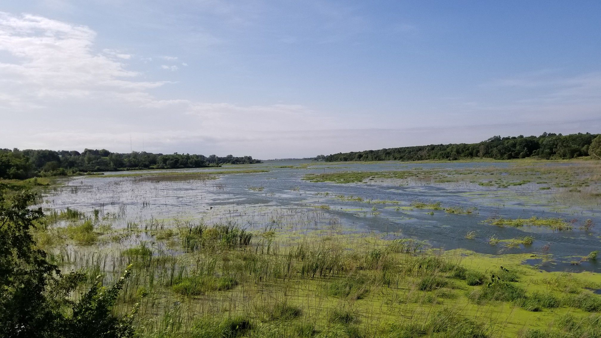 Marshy lake with green vegetation and distant trees under a bright blue sky. - Glenn Cunningham Lake – Cunningham Lake Bridge loop from Glenn Cunningham Lake Park
