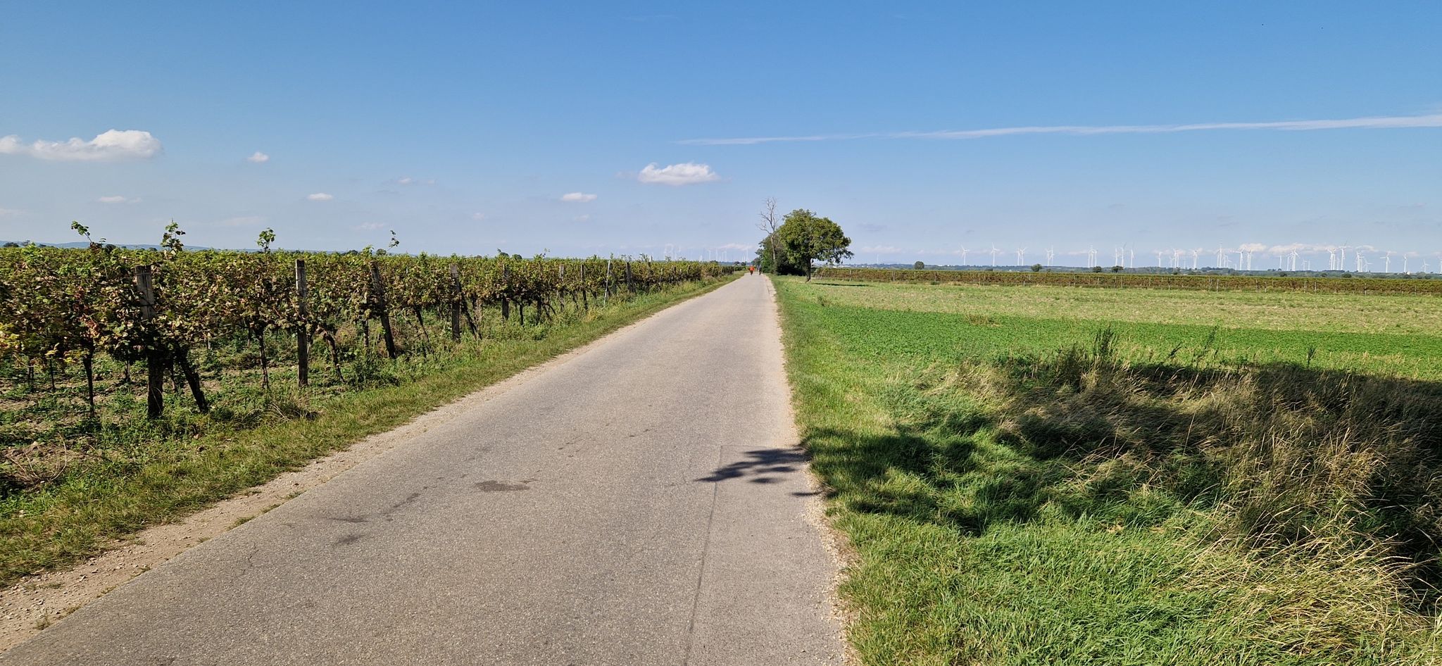 Weg zwischen Weinbergen