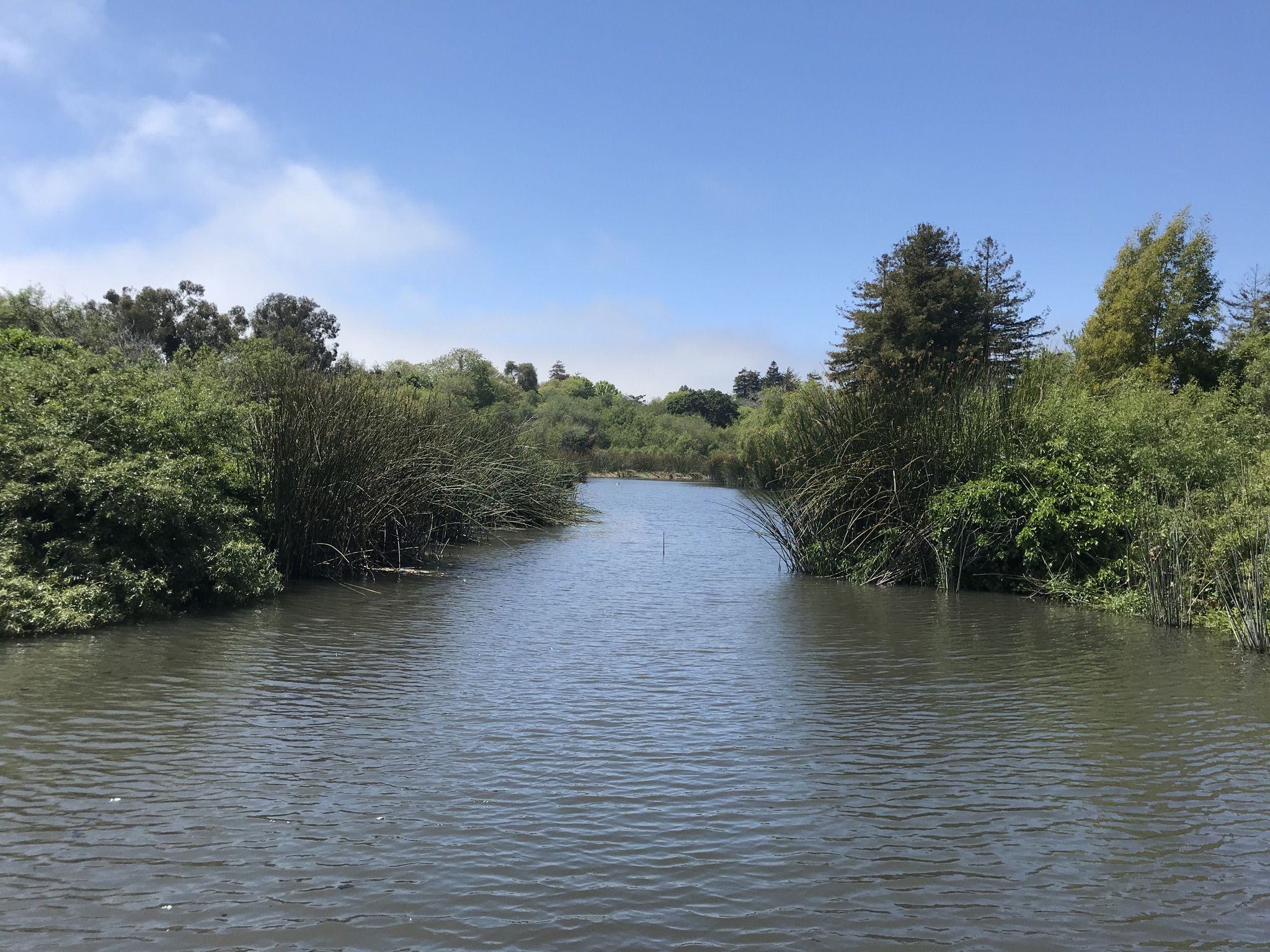 A calm river flows between lush green trees and reeds under a bright sky. - Neary Lagoon