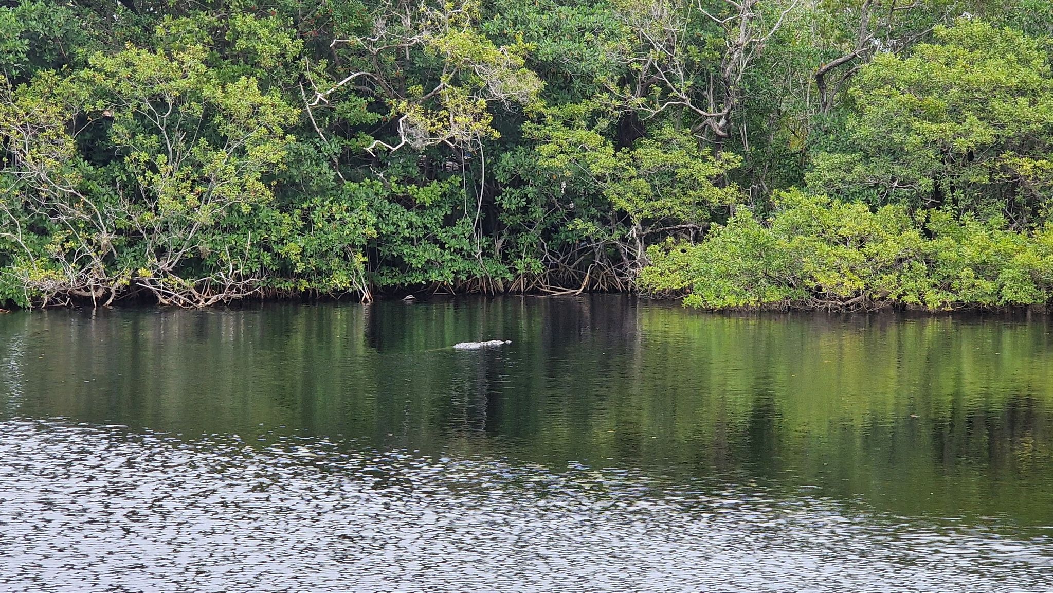 Alligator swimming in calm water bordered by dense green trees. - Fairchild Botanical Garden Loop