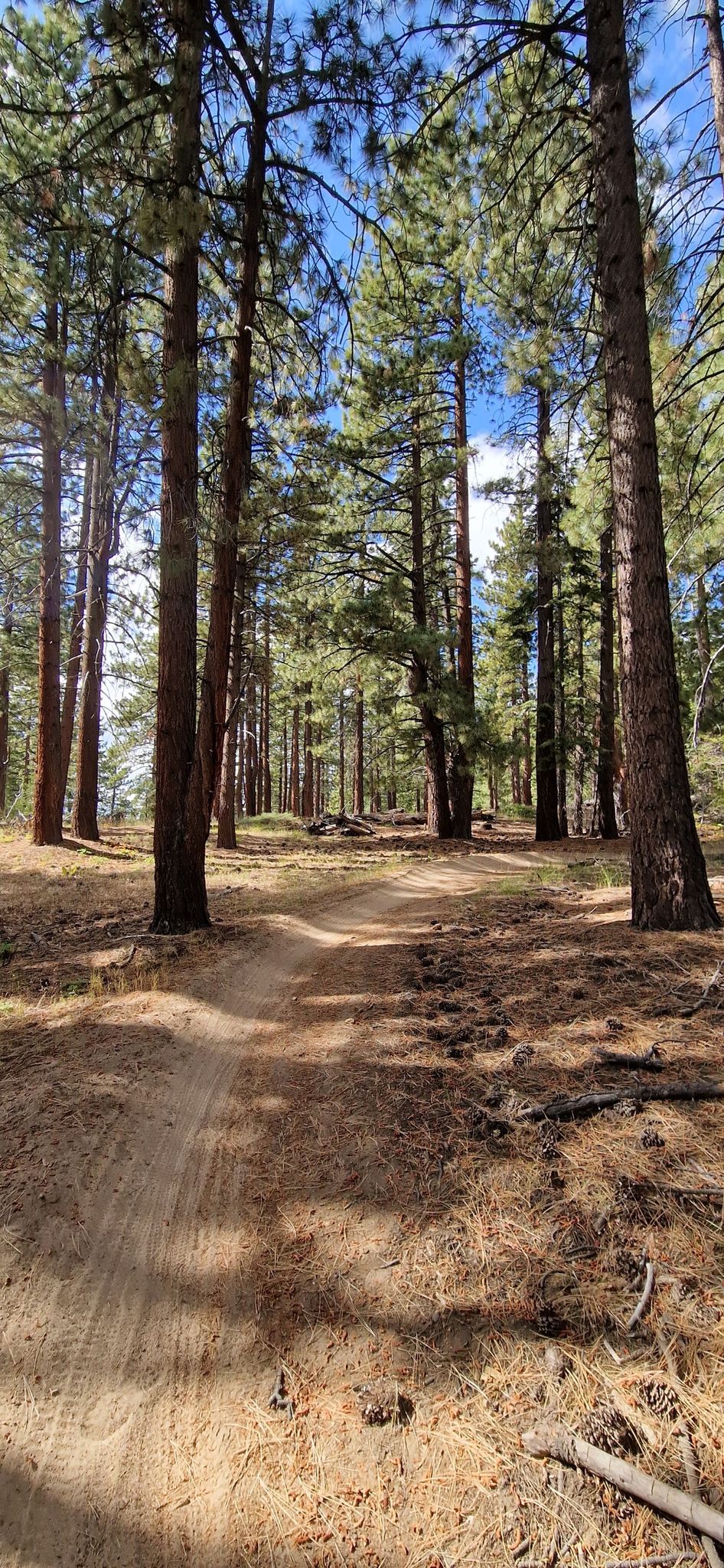 A sun-dappled dirt path winds through a dense forest of tall pine trees. - Lam Watah Historic Trailhead – Lake Tahoe view loop from Stateline