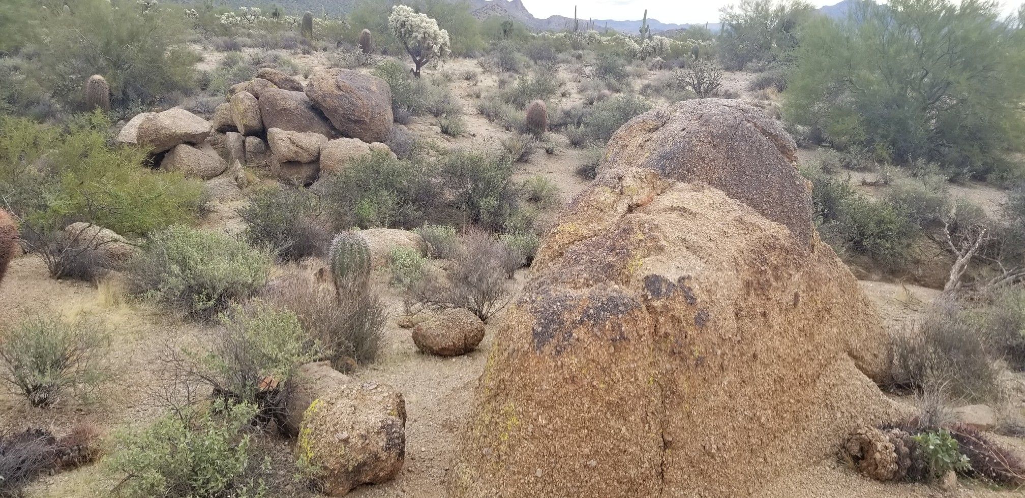 Rocky desert landscape with cacti and shrubs under an overcast sky. - Blevins Trail – Levee Trail loop from Usery Mountain Regional Park