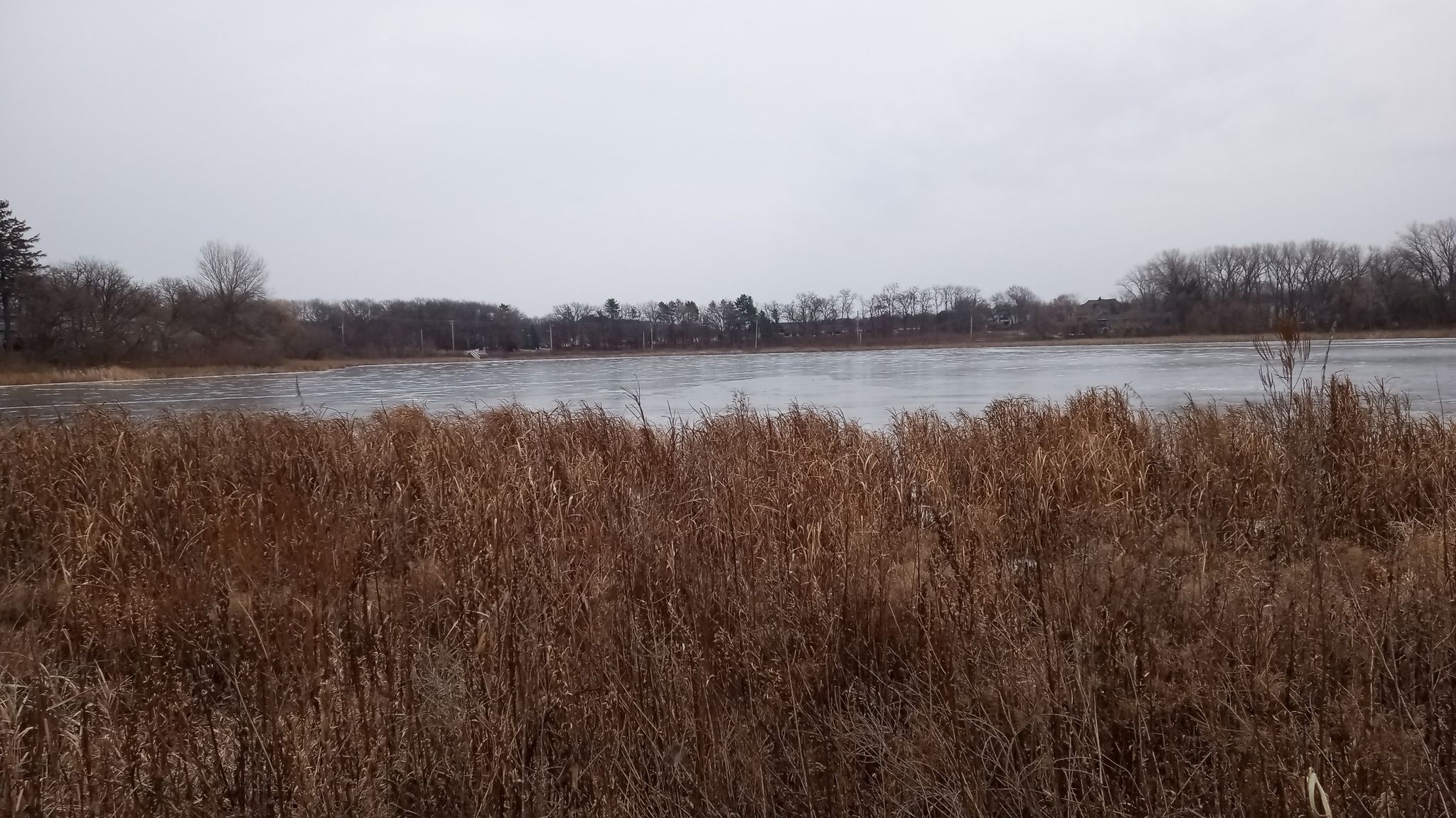 Overcast view of a frozen lake through tall, dry brown reeds. - Tiedeman Pond Trail