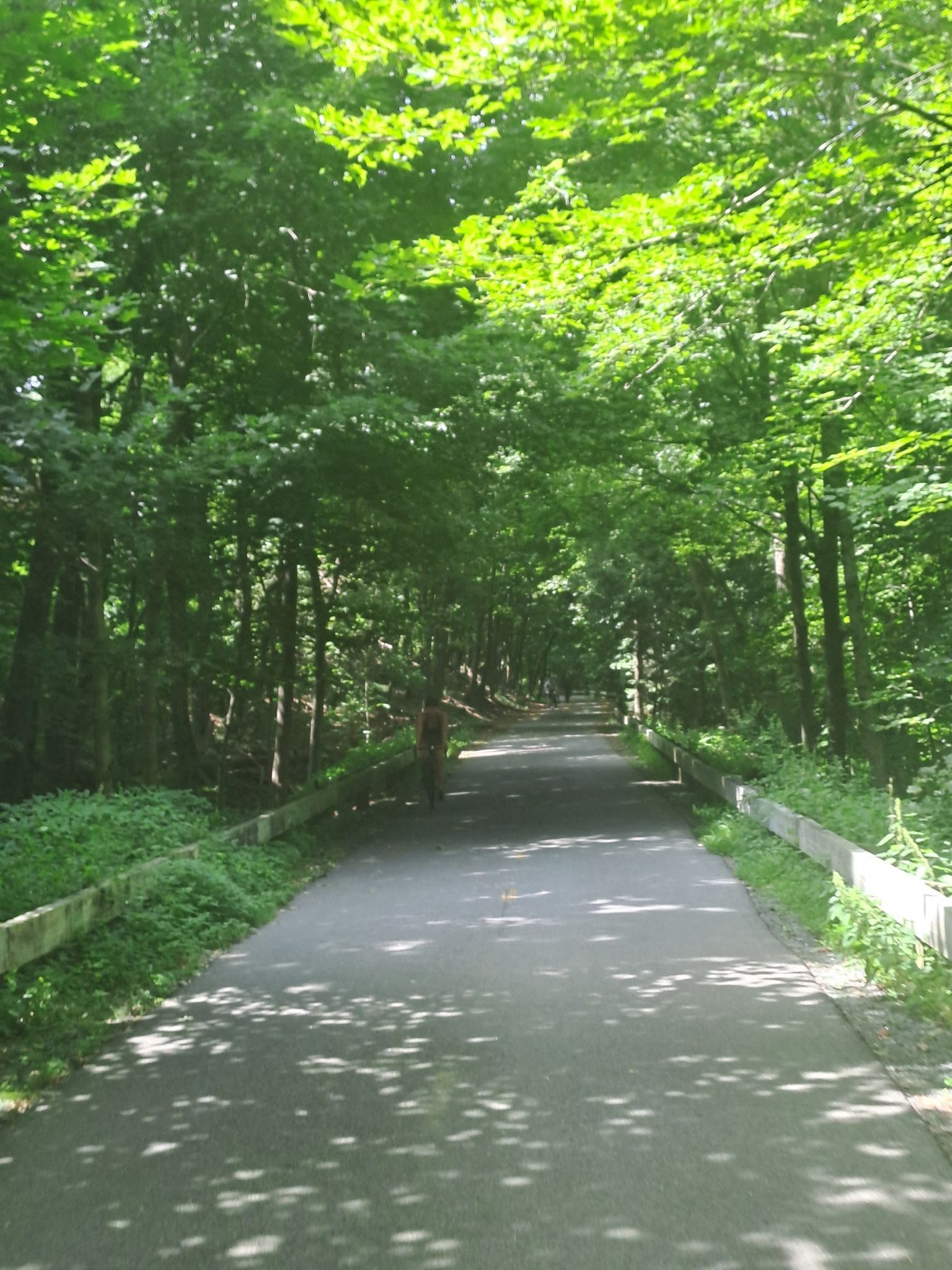 Shaded paved path through a dense green forest with dappled sunlight. - Lexington Battle Green – Minuteman Bikeway loop from Lexington