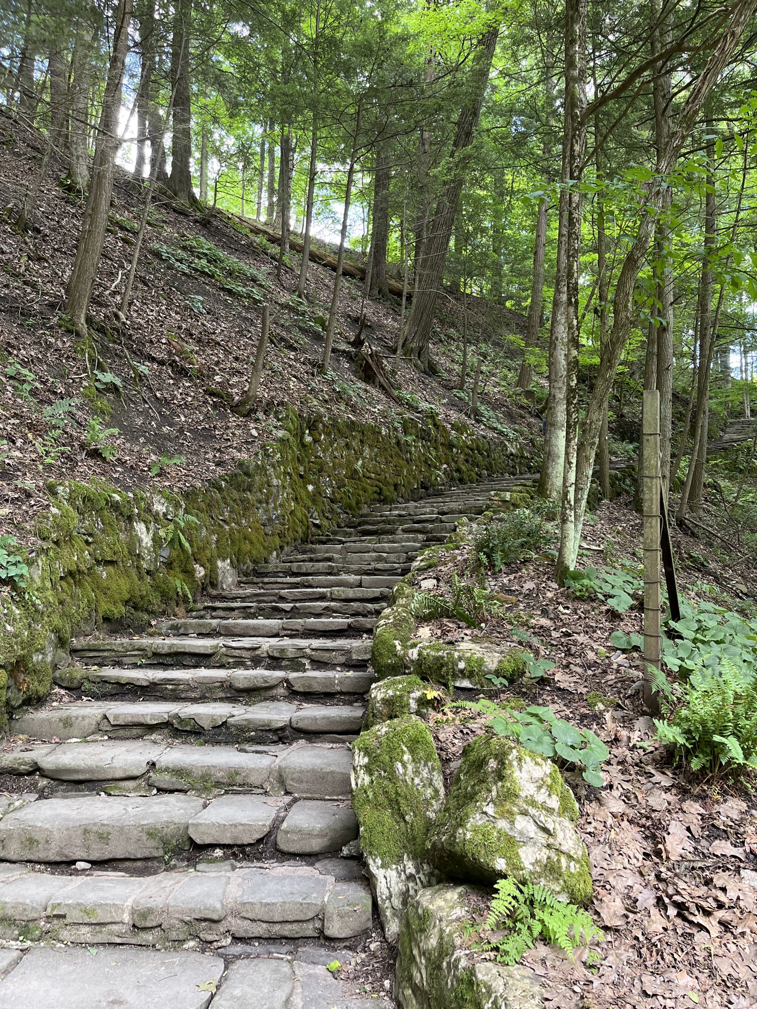 Stone steps winding uphill through a sun-dappled, mossy forest. - Gorge and South Rim Loop