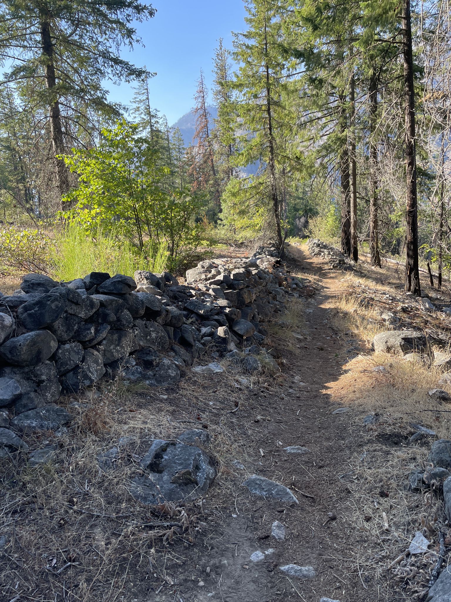 A sunny forest trail with a low stone wall and tall trees. - Chelan Lakeshore Trail