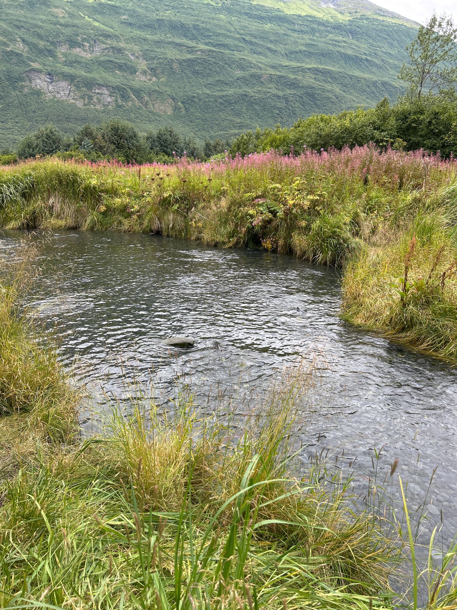 A winding stream flows through grassy banks with pink wildflowers and green mountains. - Homestead Trail