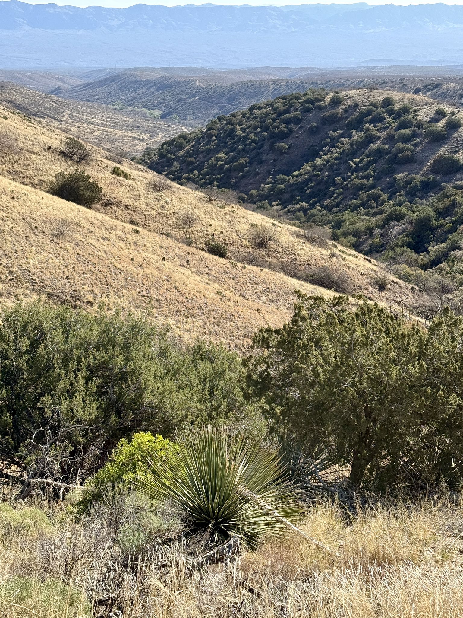 Yucca plant in foreground, with dry grassy hillsides and a distant valley. - Mt. Lemmon loop via North Control Road