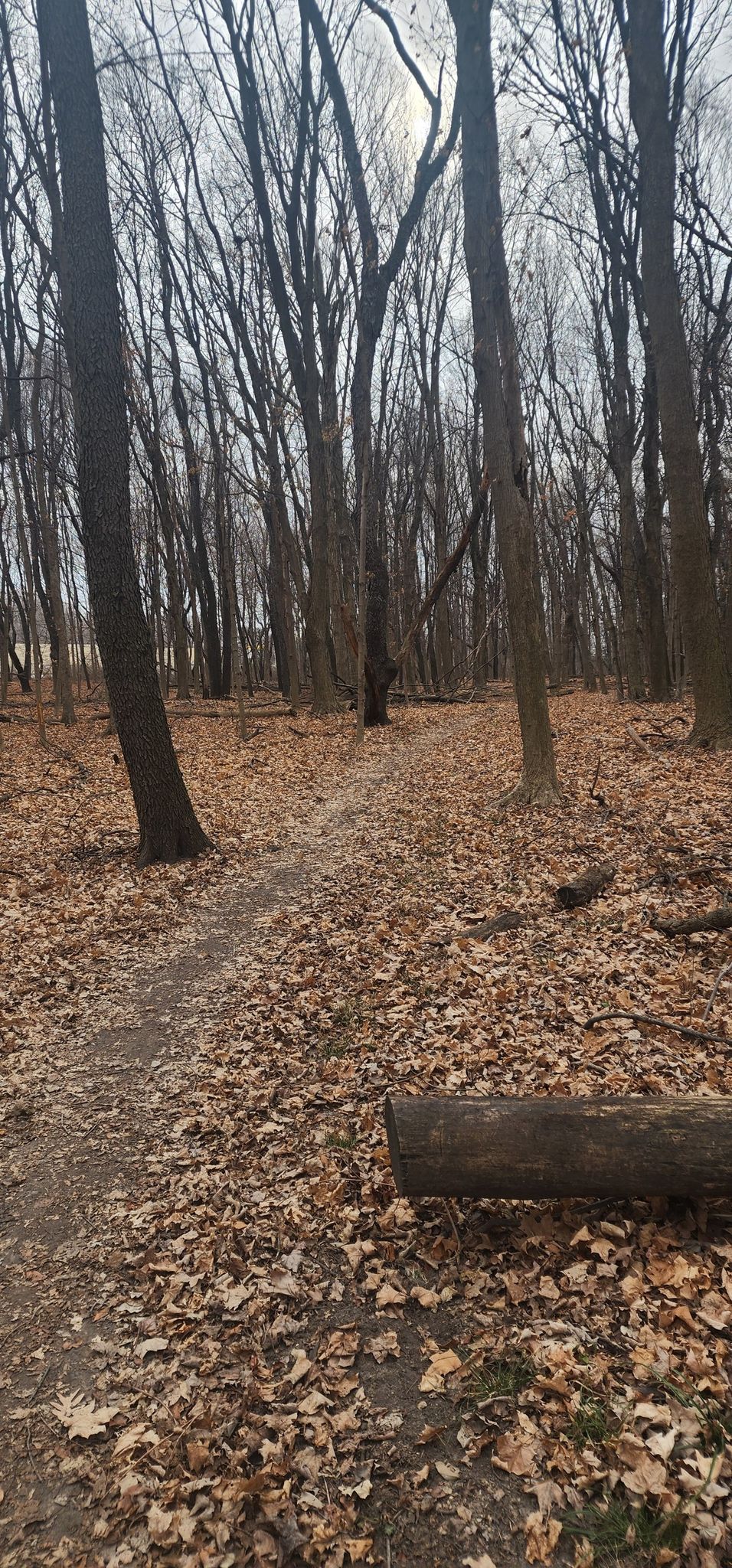 Dirt path winding through a bare forest covered in fallen leaves, overcast. - Des Plaines River Trail and Campground Loop