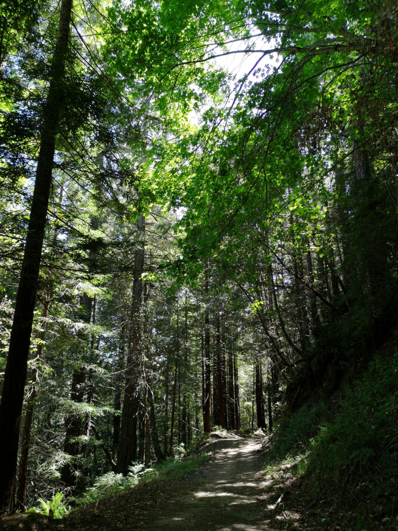 Uphill forest path winding through tall, dense trees with dappled sunlight. - Skeggs Point – Manzanita Trail loop from Skeggs Point