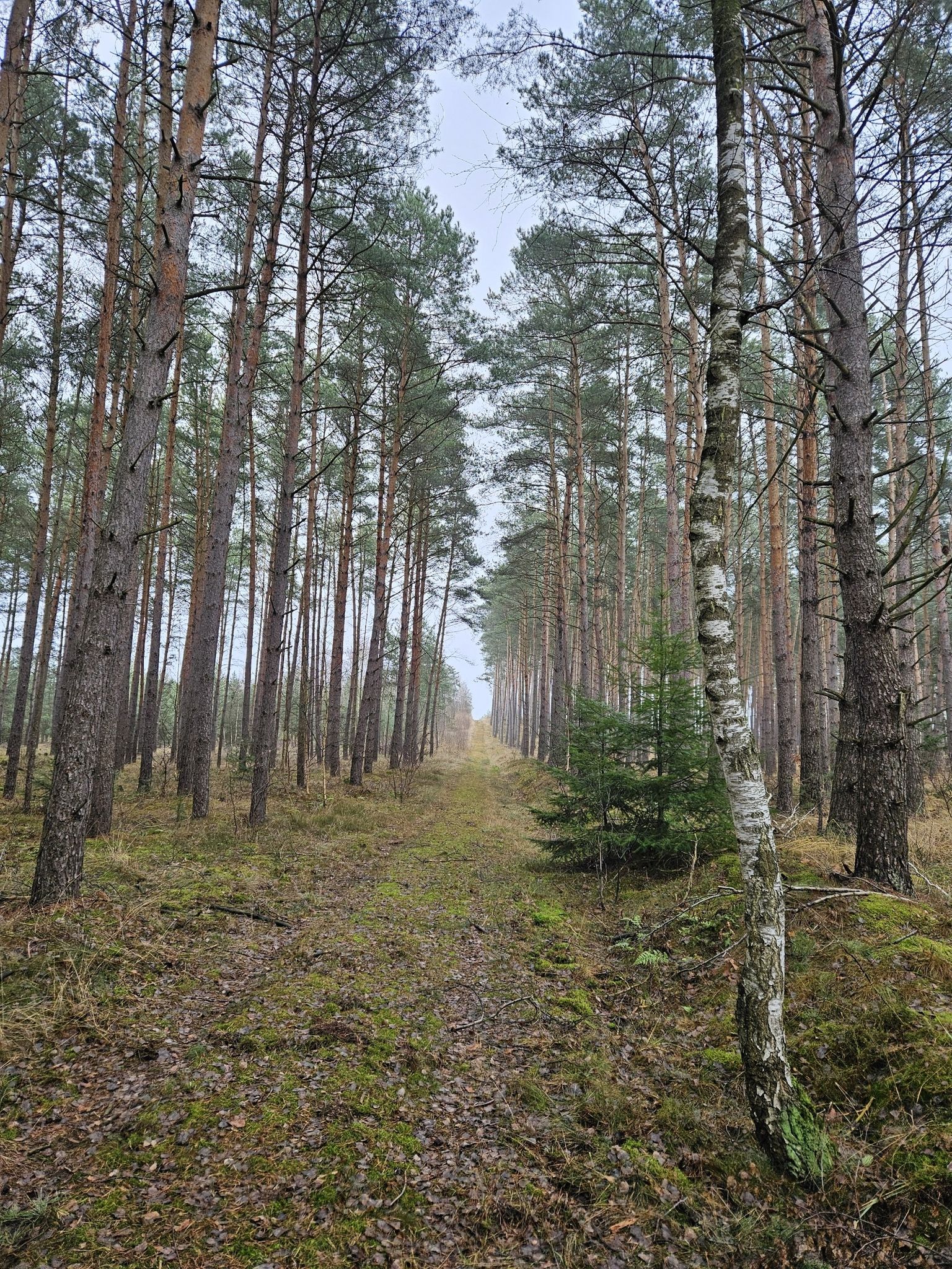 hoch zum Mörderberg