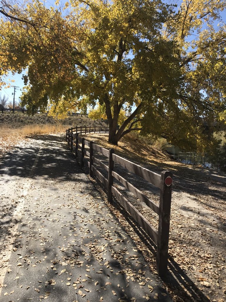Sunny paved path with a wooden fence and large tree with yellow leaves. - Jordan River Parkway – View of the Jordan River loop from Meadowbrook