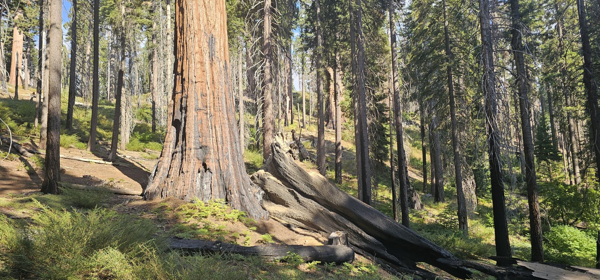 Giant tree trunk next to a large fallen log in a sunlit forest. - Roosevelt Tree – Caves Sequia loop from Moro Rock