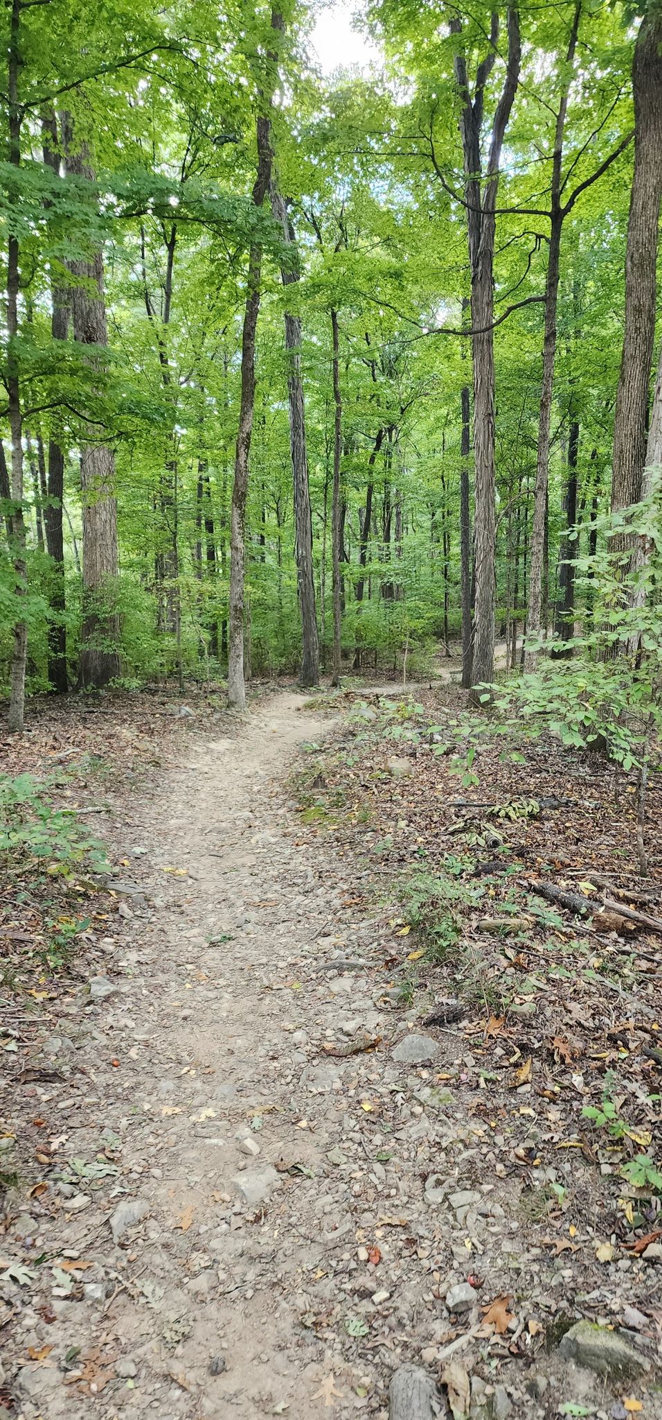 Rocky dirt path through a lush green forest on a bright day. - Mossy Ridge and Warner Woods Trail Loop