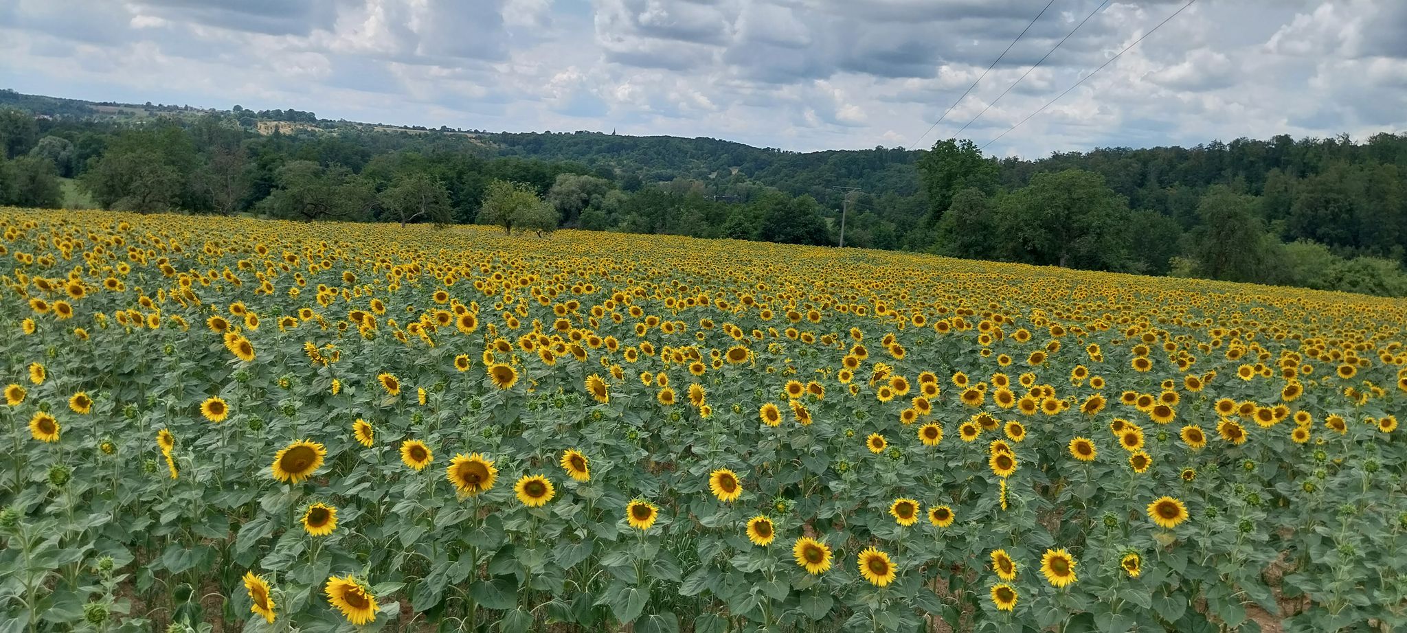 Sonnemblumenfeld vor Goersdorf