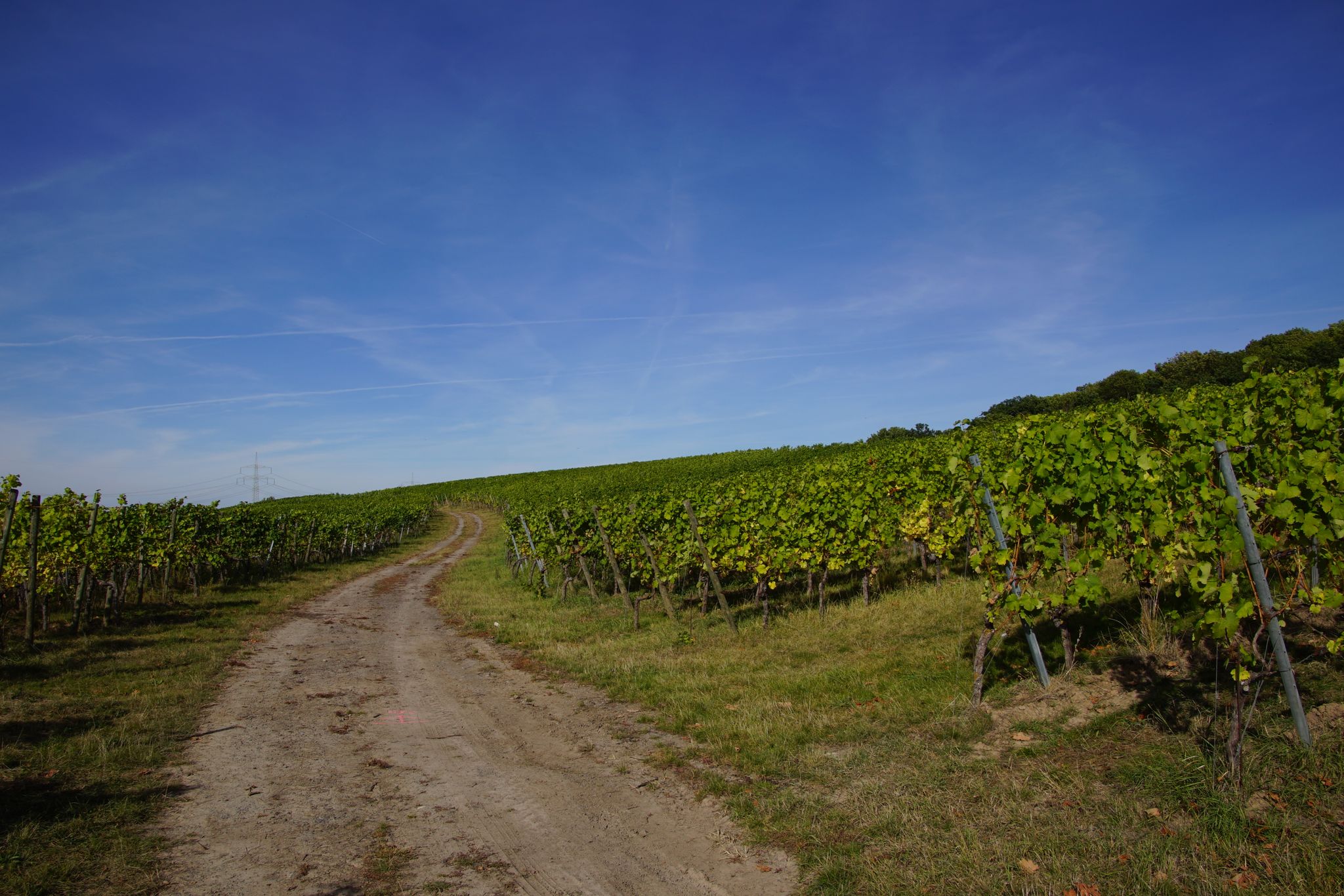 Weinberge "Am Harfenspiel"