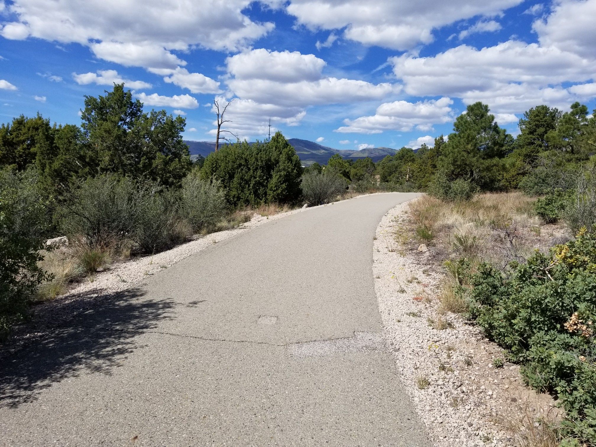 A paved path winds through green trees under a bright, cloudy sky. - Canyon Rim Loop
