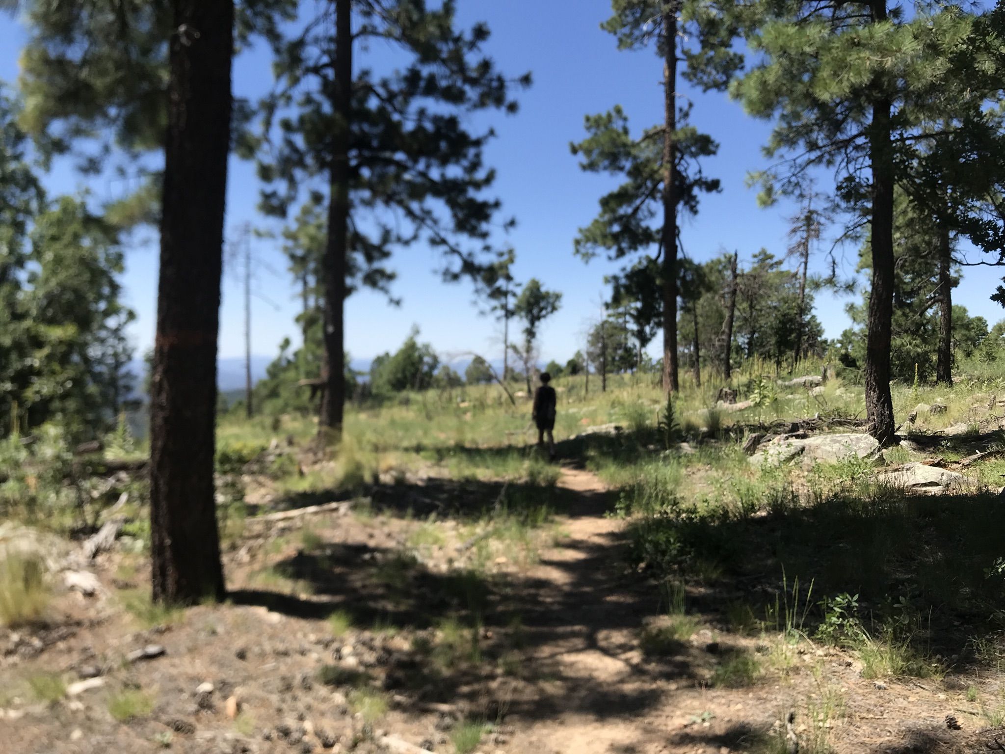 Person walks on a sunlit dirt path through a forest clearing with tall trees. - Rim Lakes Vista and Old Rim Road Loop