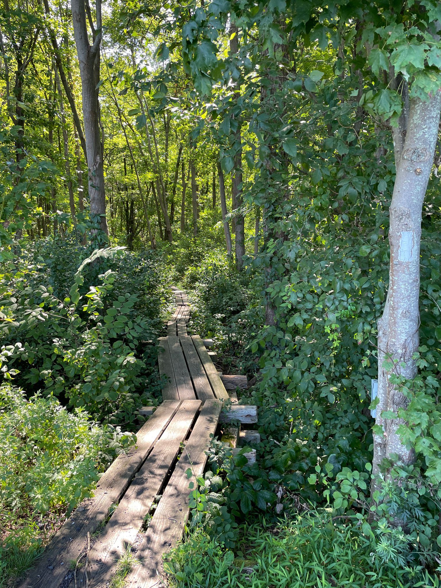 A rustic wooden boardwalk winds through a dense, sun-dappled green forest. - Liberty Loop Trail