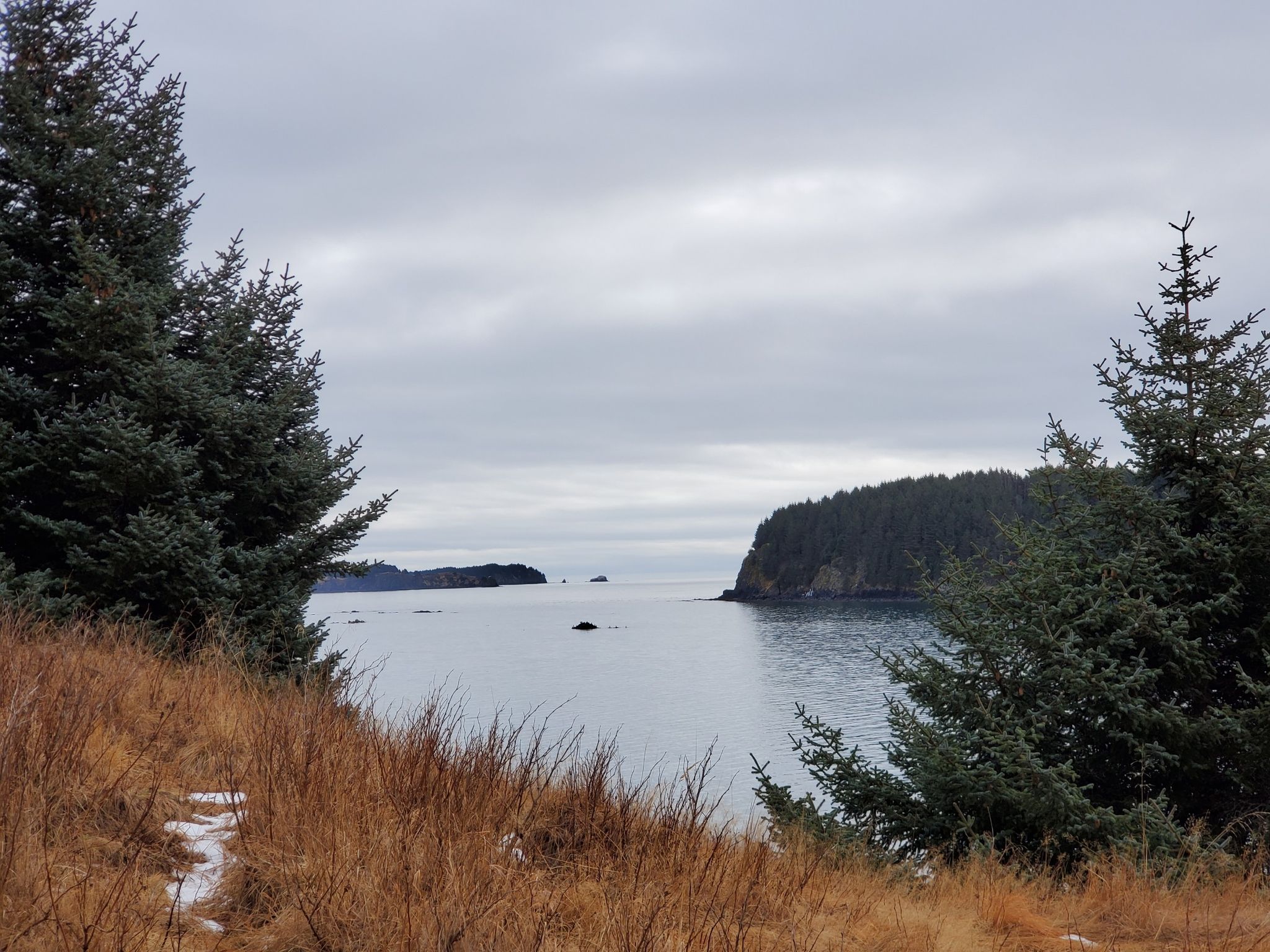 Water inlet framed by evergreen trees and brown grass under a gray sky. - Near Island South End Trail