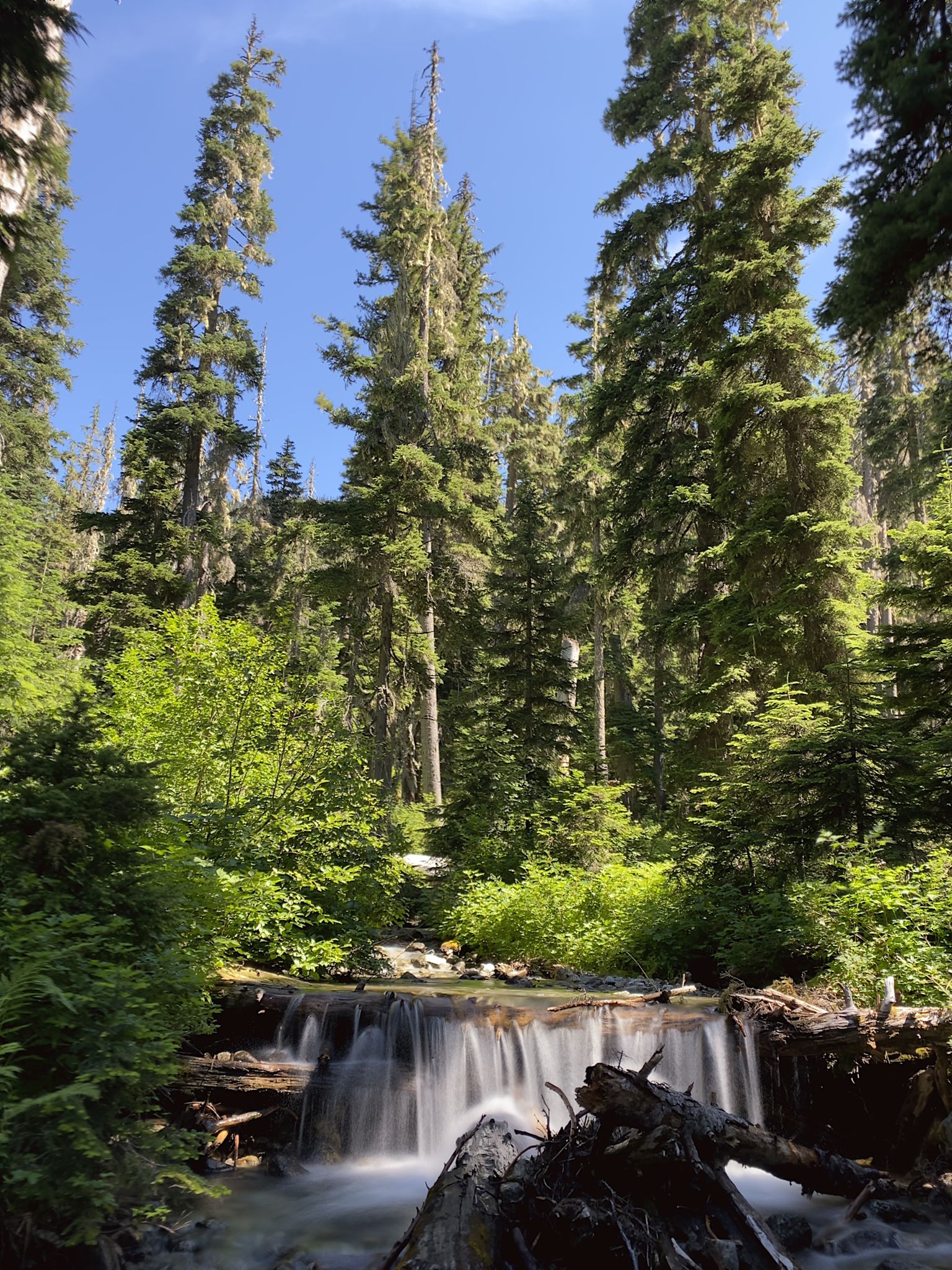 Small waterfall flowing over logs in a sunlit, dense evergreen forest. - Lake Clarice Trail