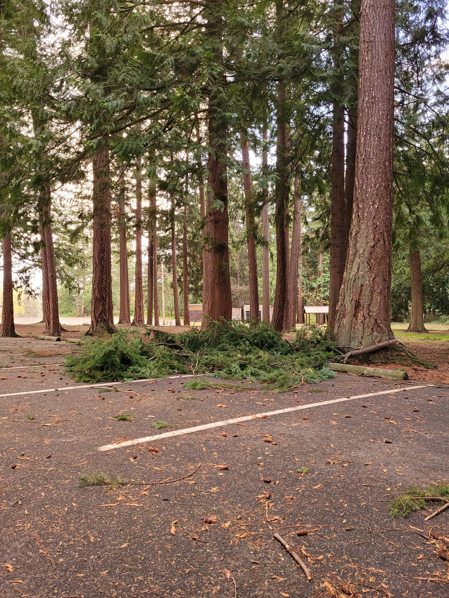 Hillcrest Park blowdown not a mile from the house.