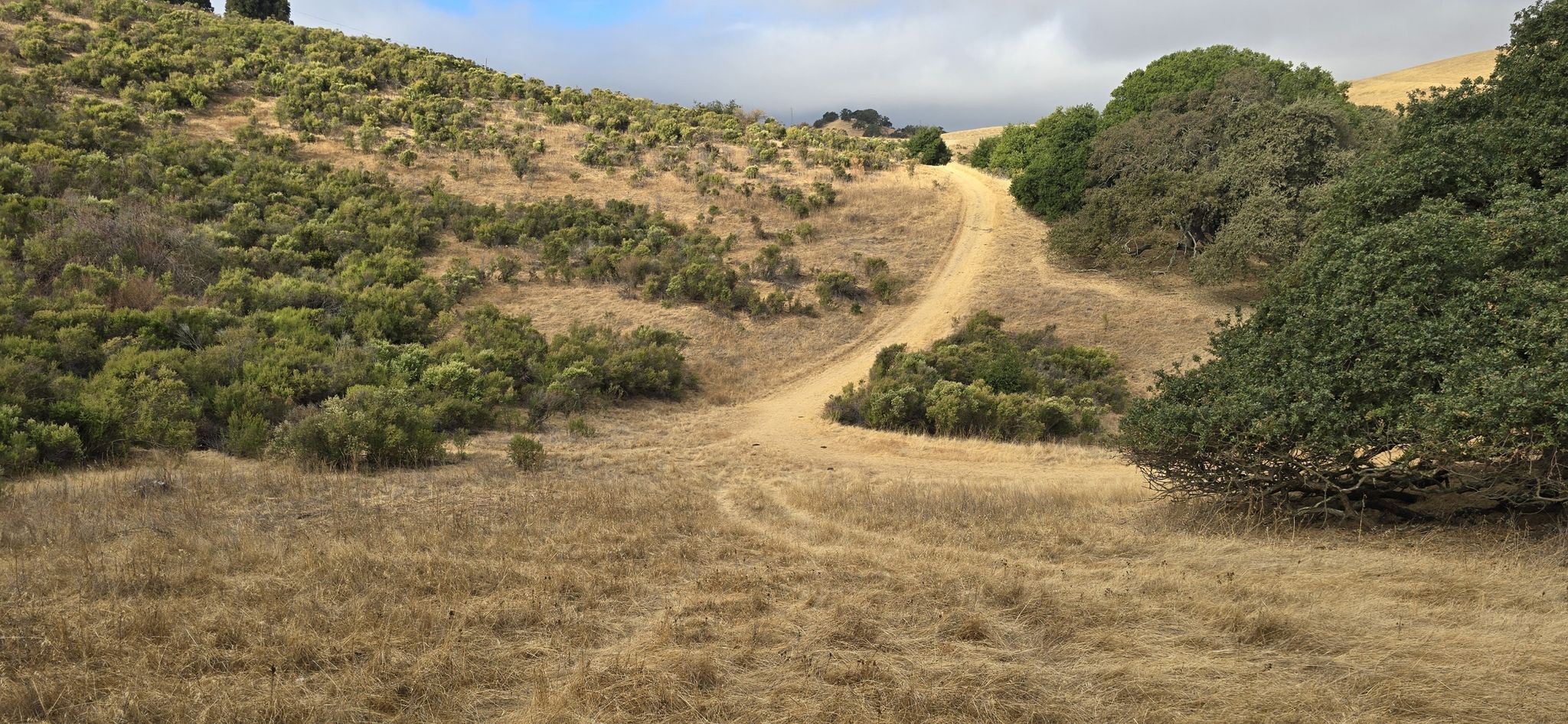 A dirt path forks through dry grassy hills with green shrubs under a cloudy sky. - Franklin Ridge Loop