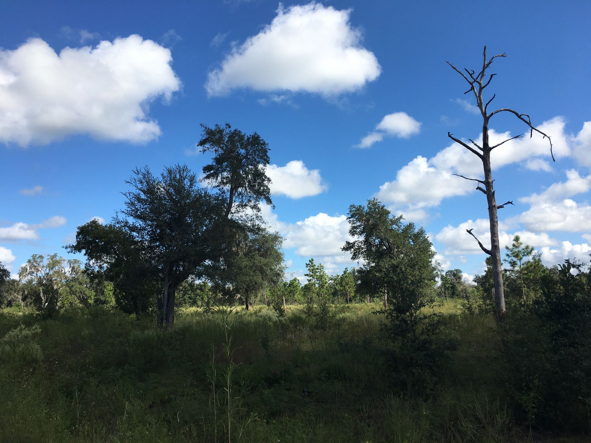 A sunny, open field with green trees and a tall dead tree under blue sky. - Depot Park – Downtown Connector Rail Trail loop from Gainesville