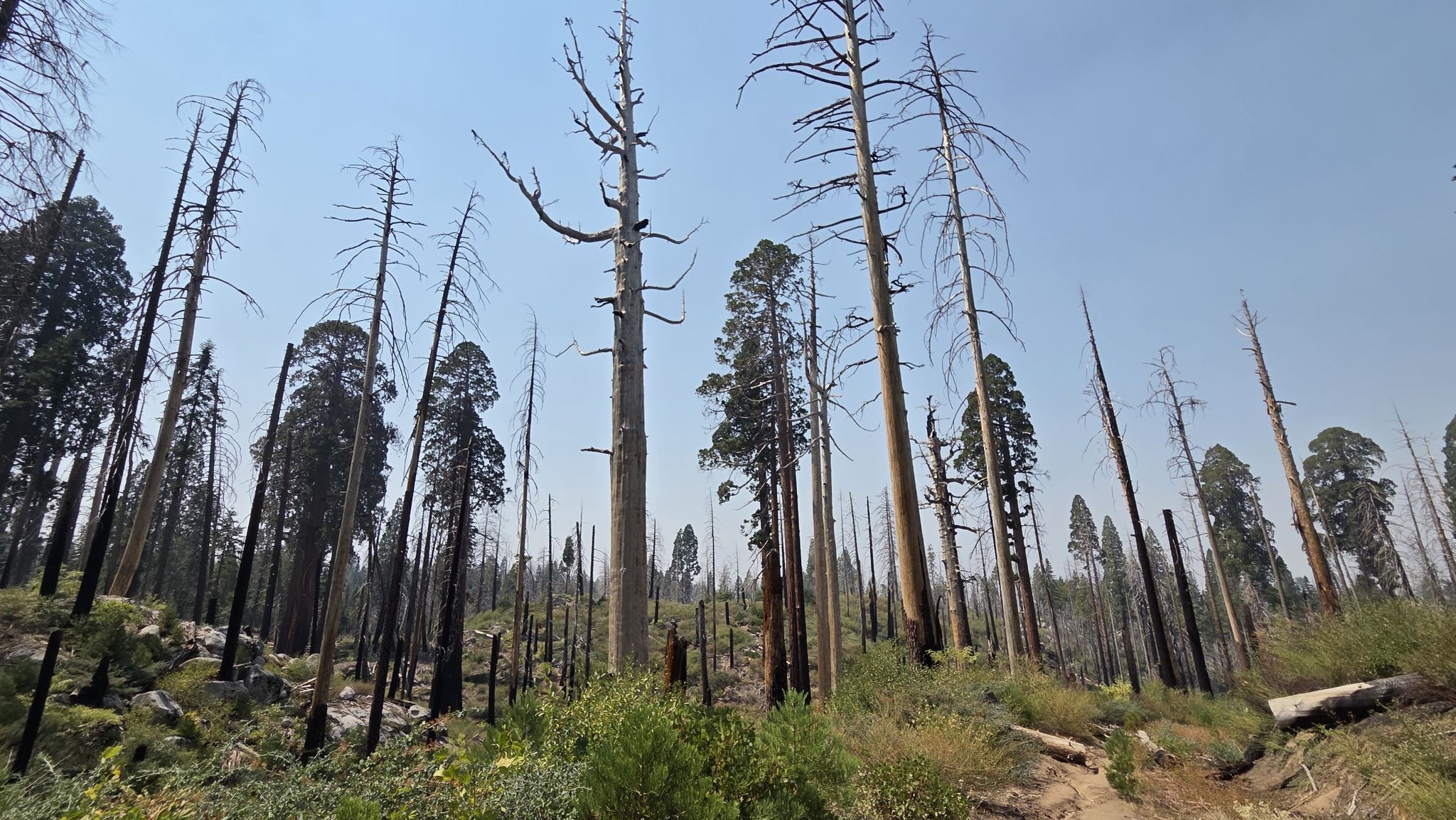Numerous tall, charred trees stand against a hazy sky. - North Grove Loop