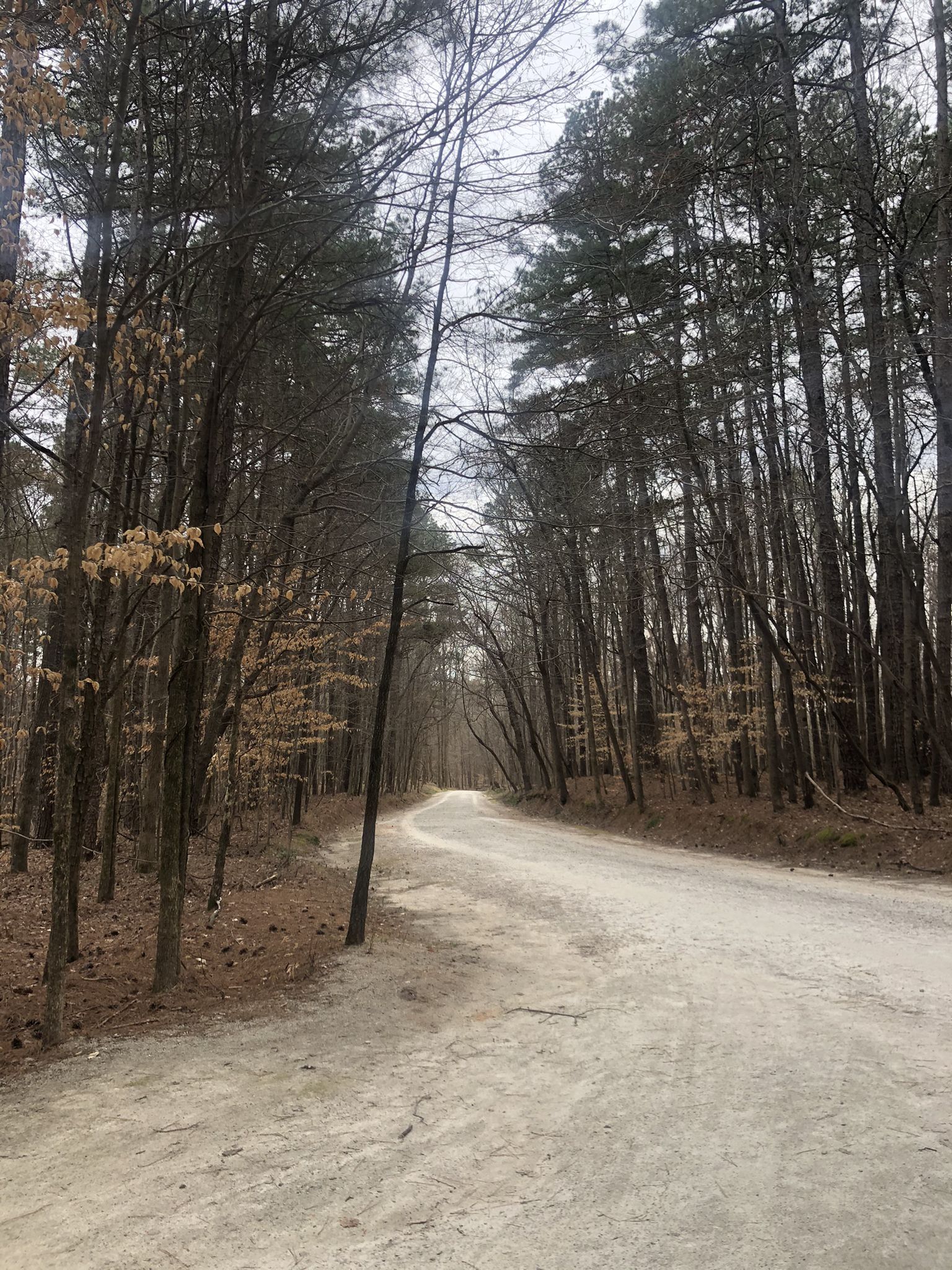A long, winding dirt road through a tall, dense, bare forest. - Chainsaw log – Sycamore Bridge loop from William B. Umstead State Park
