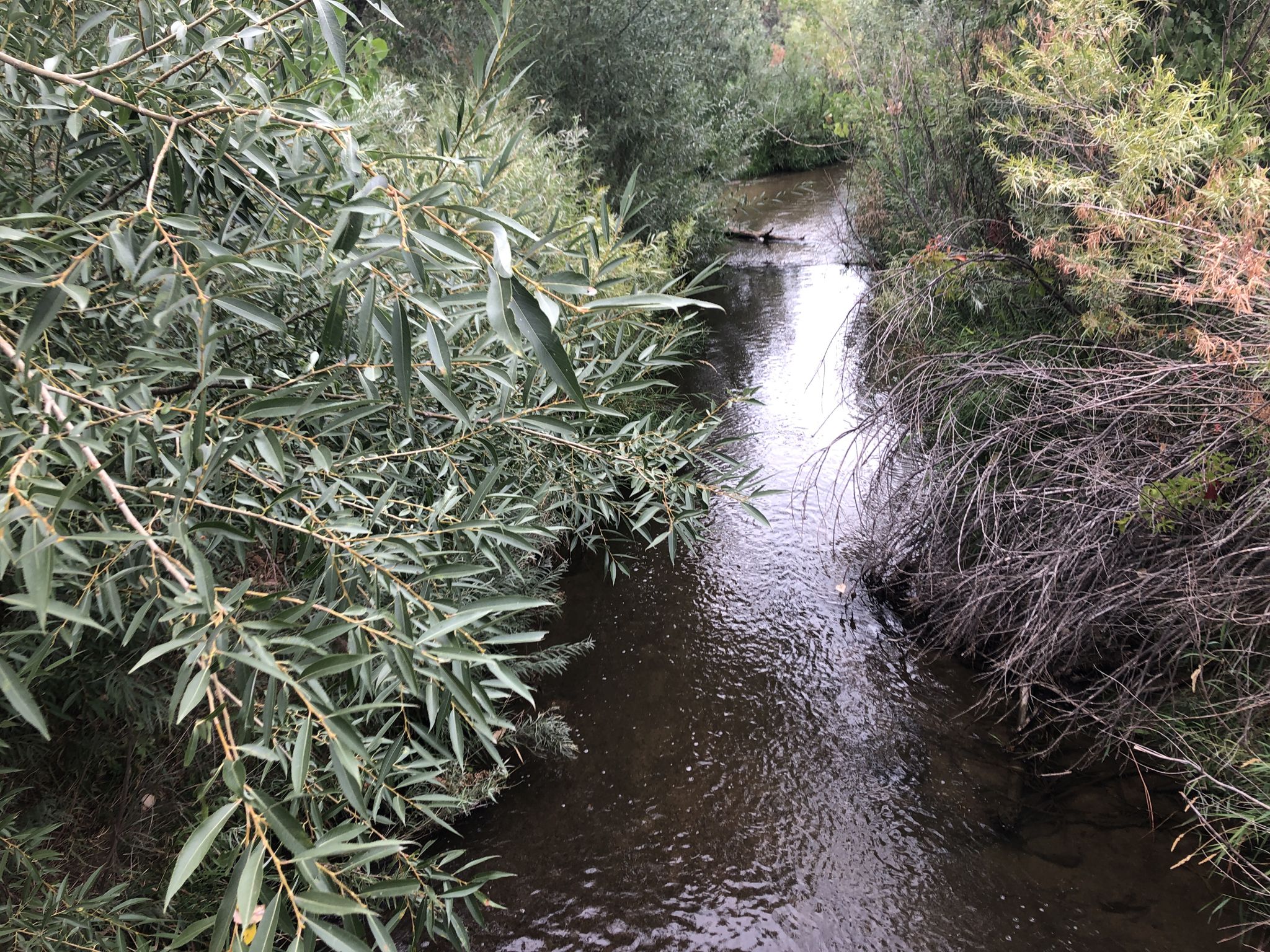 Narrow stream flowing through dense green and brown foliage. - Piney Creek and Cherry Creek Trails Loop